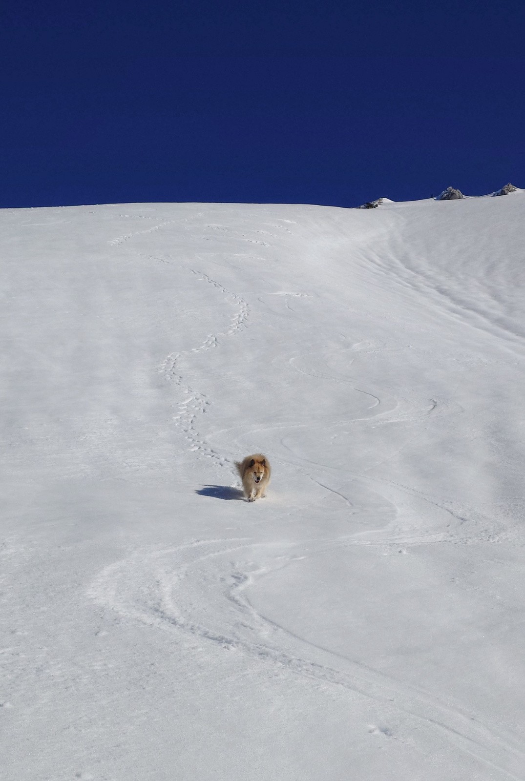 #6 moquette sur croûte fine moquette sur croûte fine