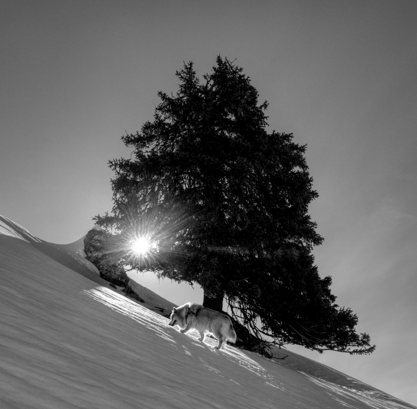 paisible Colombier - illumination