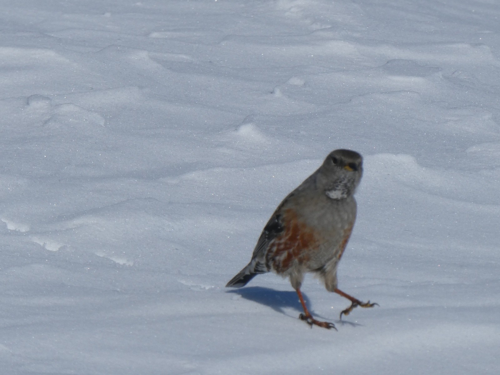 #8 Un accenteur alpin curieux nous accueille au sommet Un accenteur alpin curieux nous accueille au sommet
