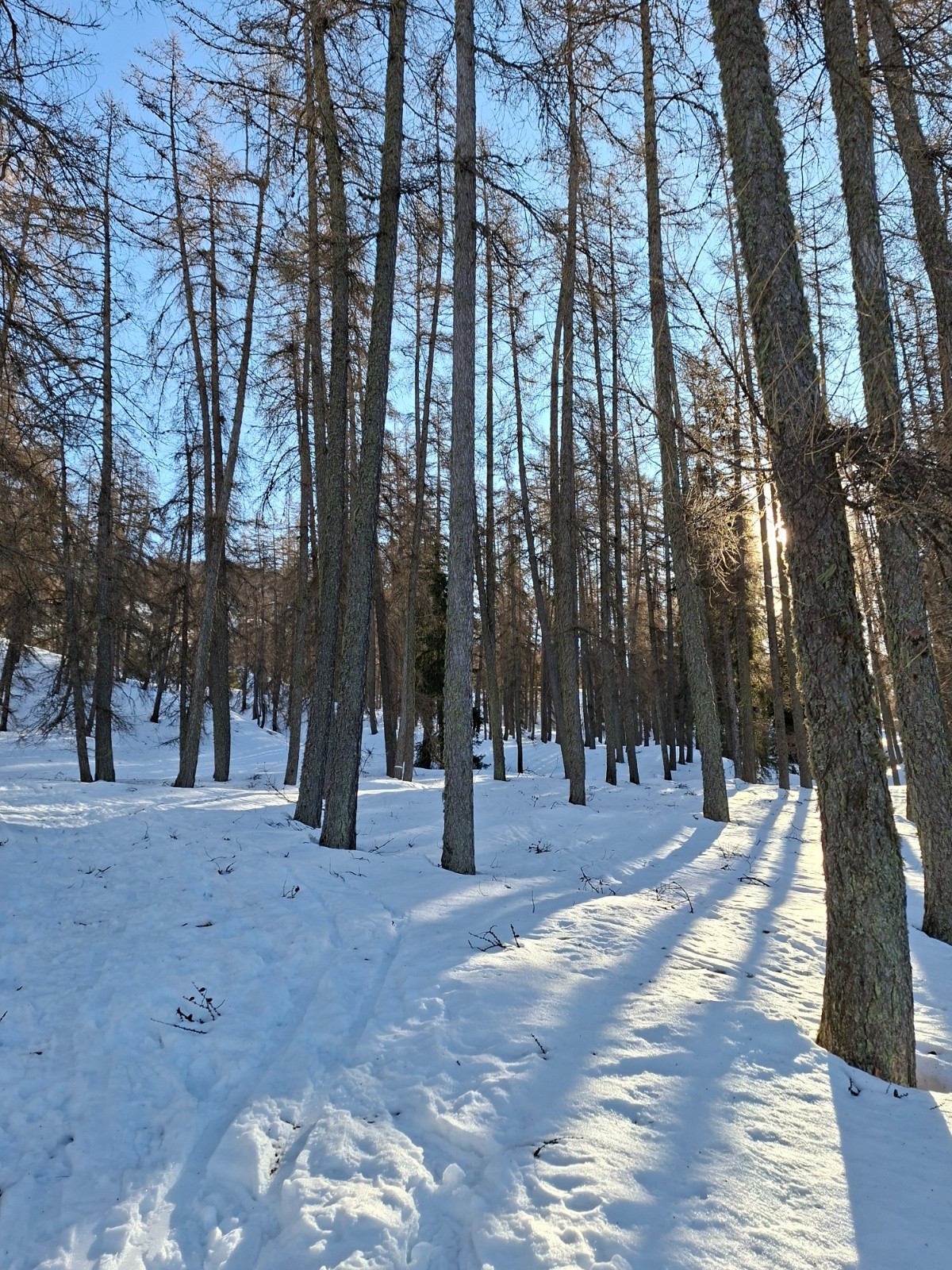 &nbsp;Beaucoup de traces dans la forêt, que j'ai évité à la descente.