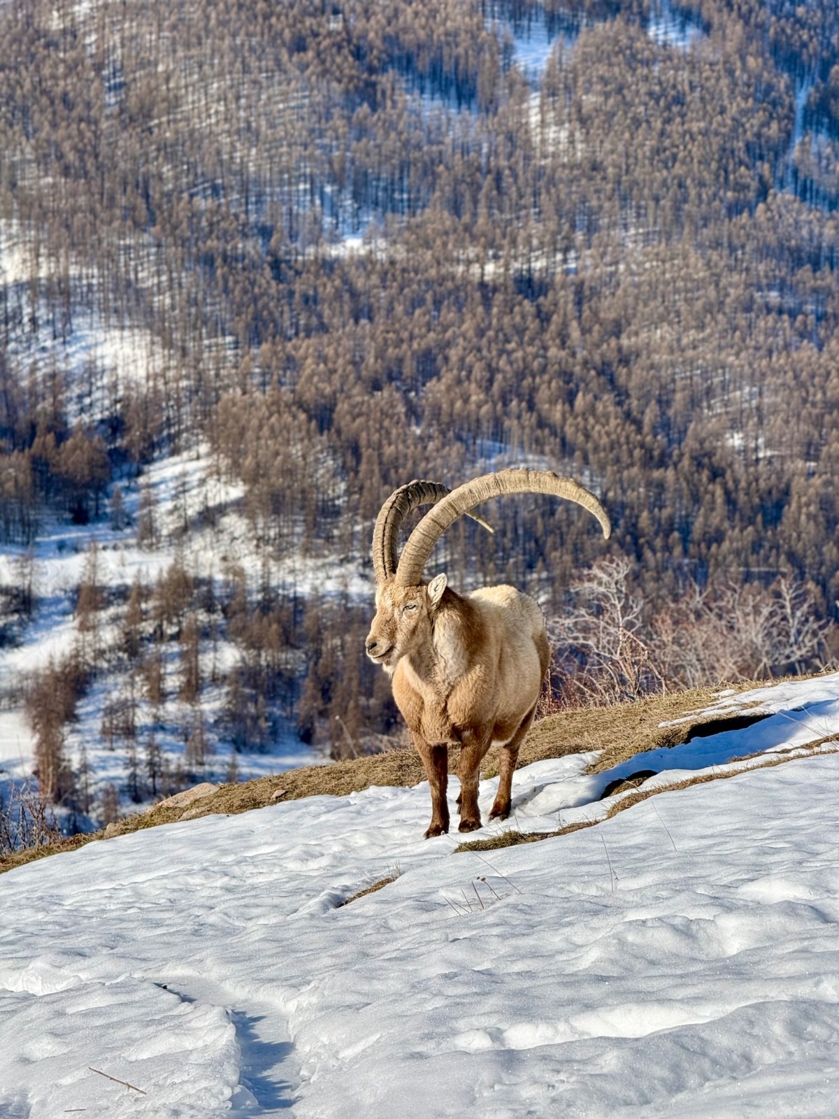 Crête du Chardonnet et boucle col du Raisin
