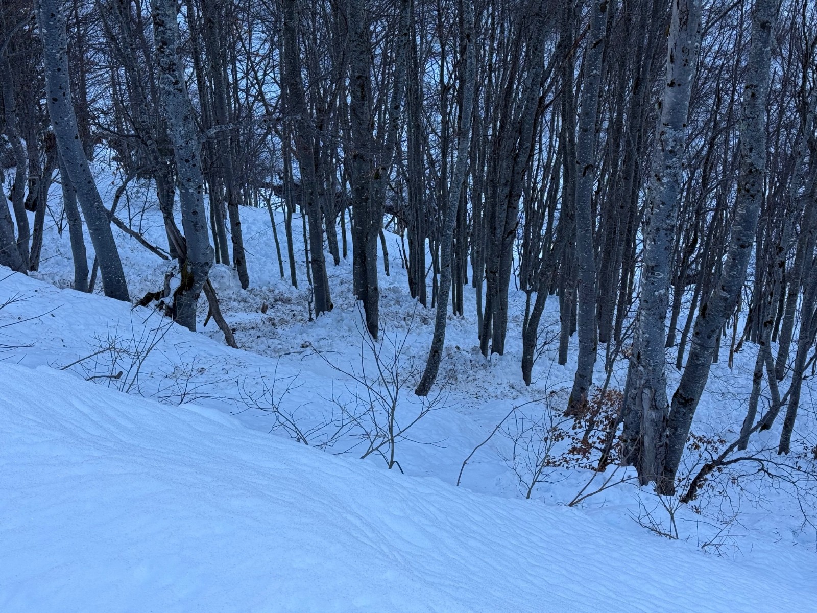 Coulées dans la forêt