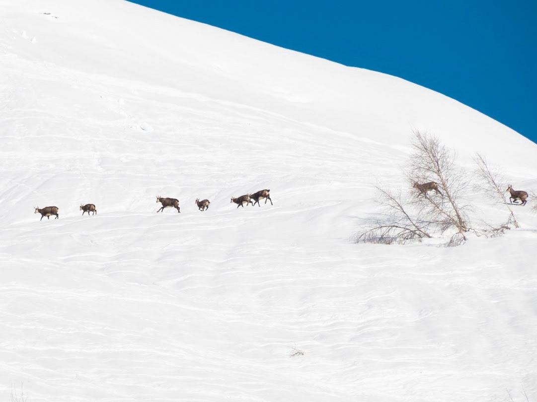 La famille chamois&nbsp;