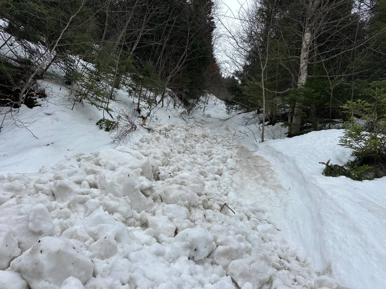 La coulée du chemin forestier&nbsp;