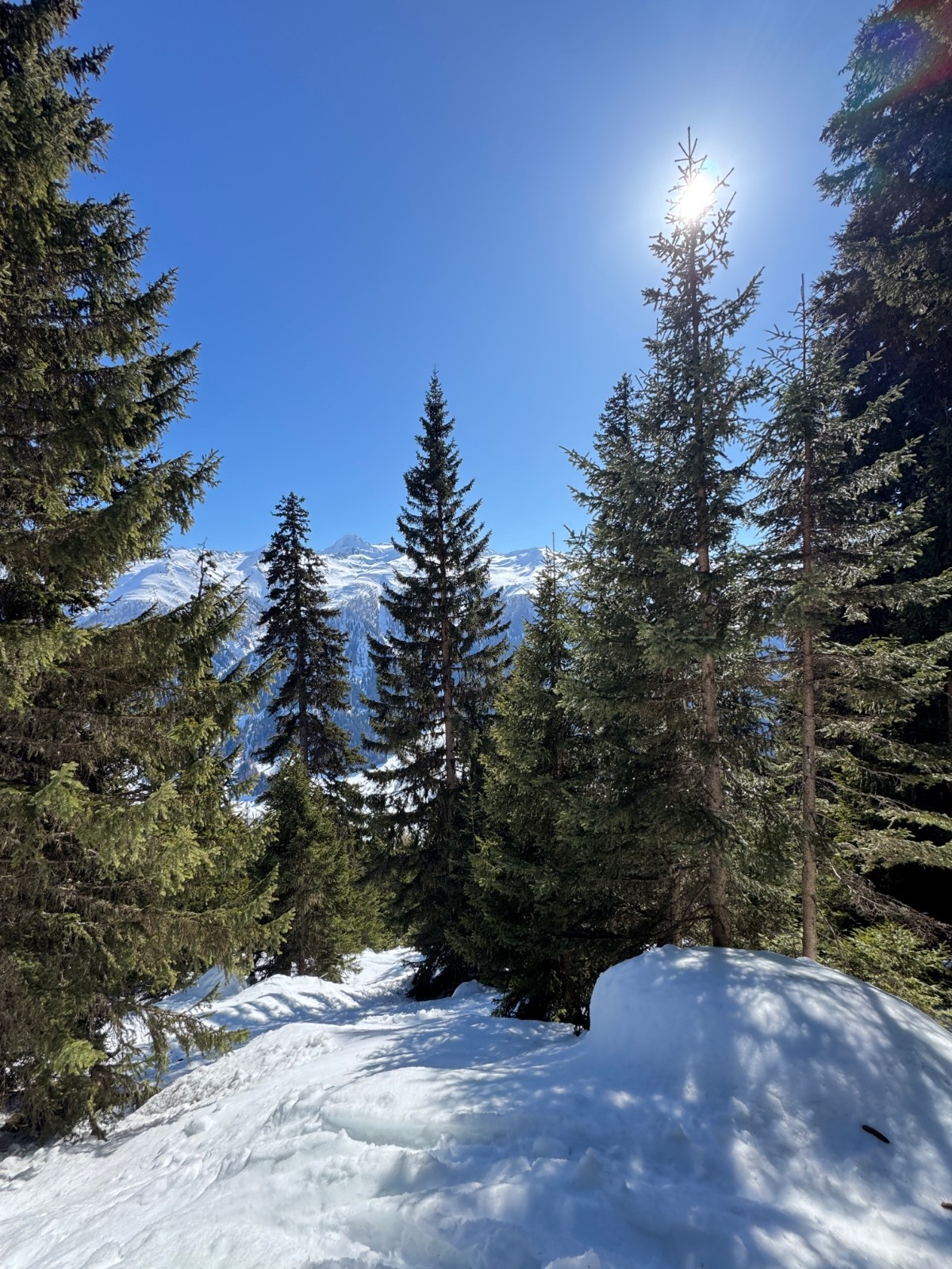 #18 Ski-combat dans la forêt Ski-combat dans la forêt