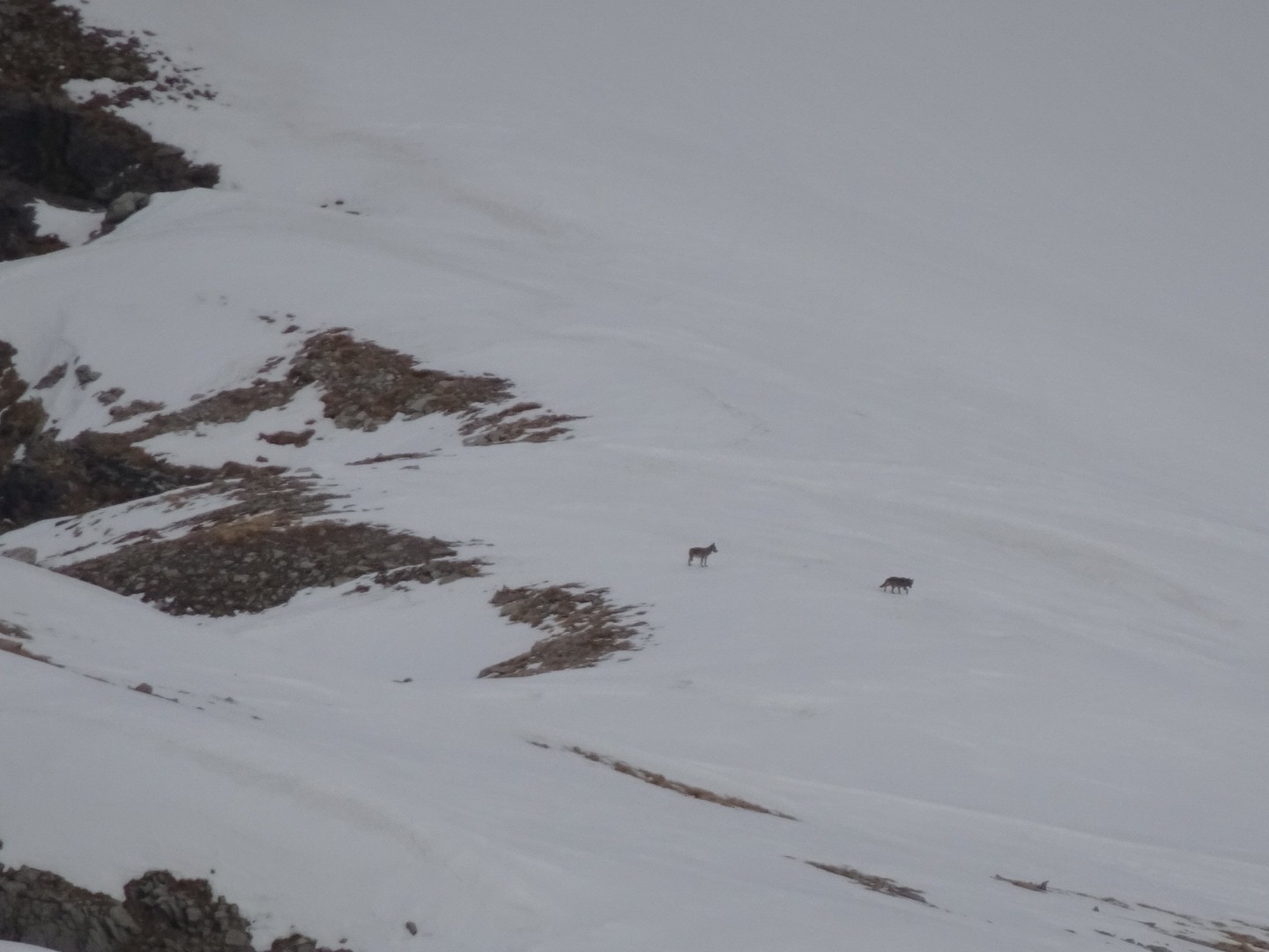 #18 J’ai vu des chamois, on va les bouffer?? J’ai vu des chamois, on va les bouffer??