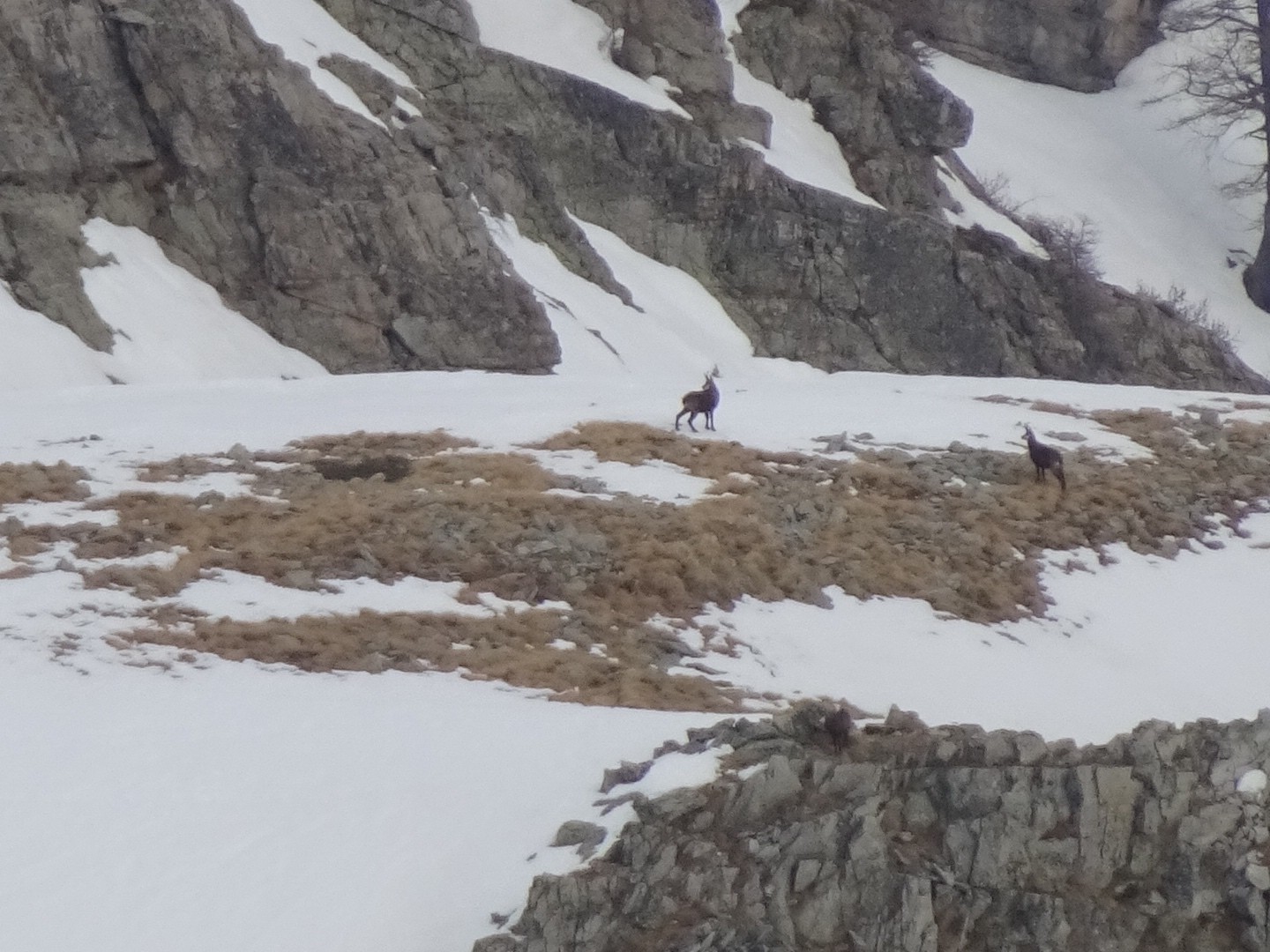 #21 Tain ils font quoi ces cons de loups?? Tain ils font quoi ces cons de loups??