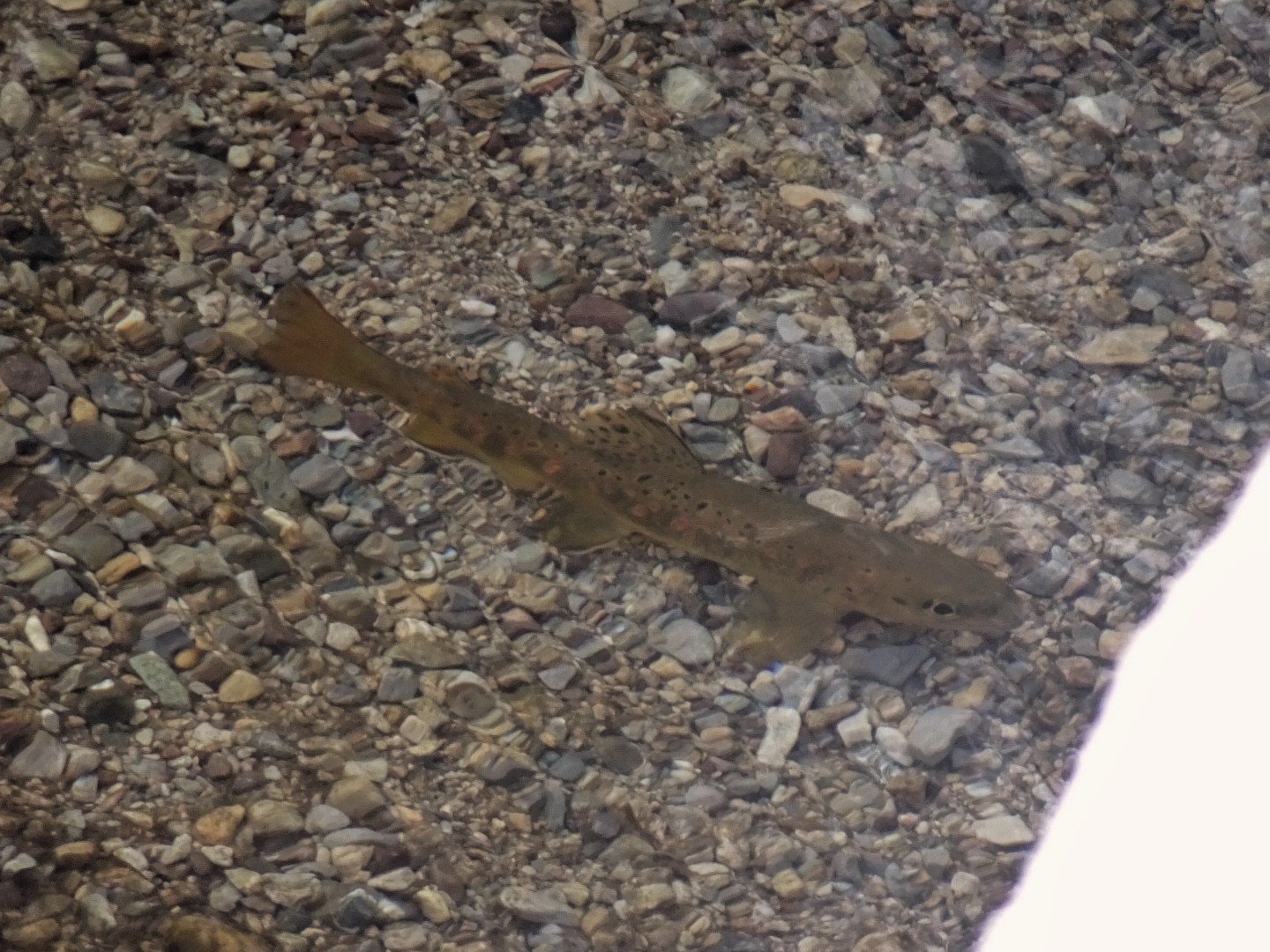 #5 Belle Fario! Belle Fario!