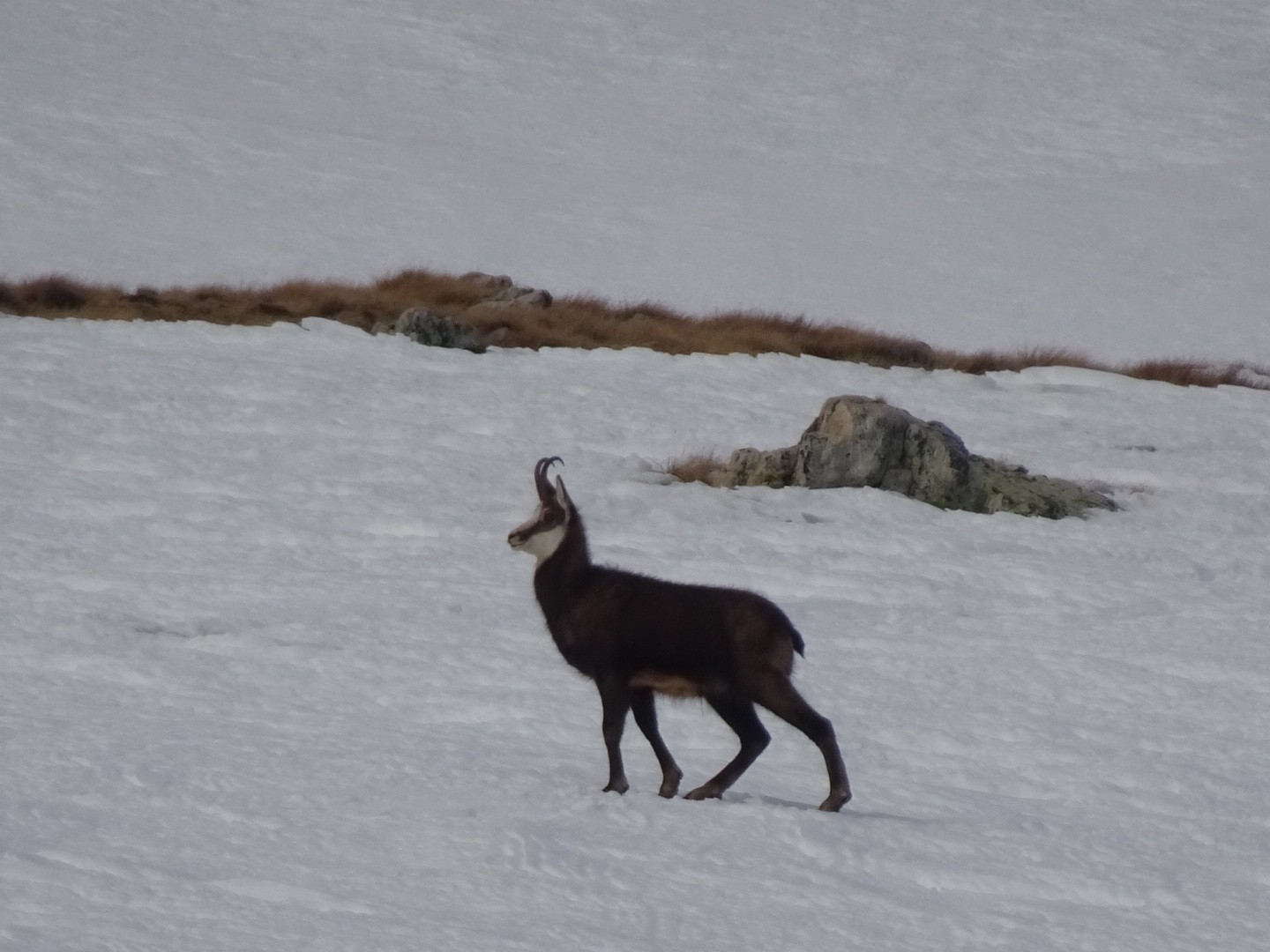 #9 Ohh c’est MA montagne! Ohh c’est MA montagne!