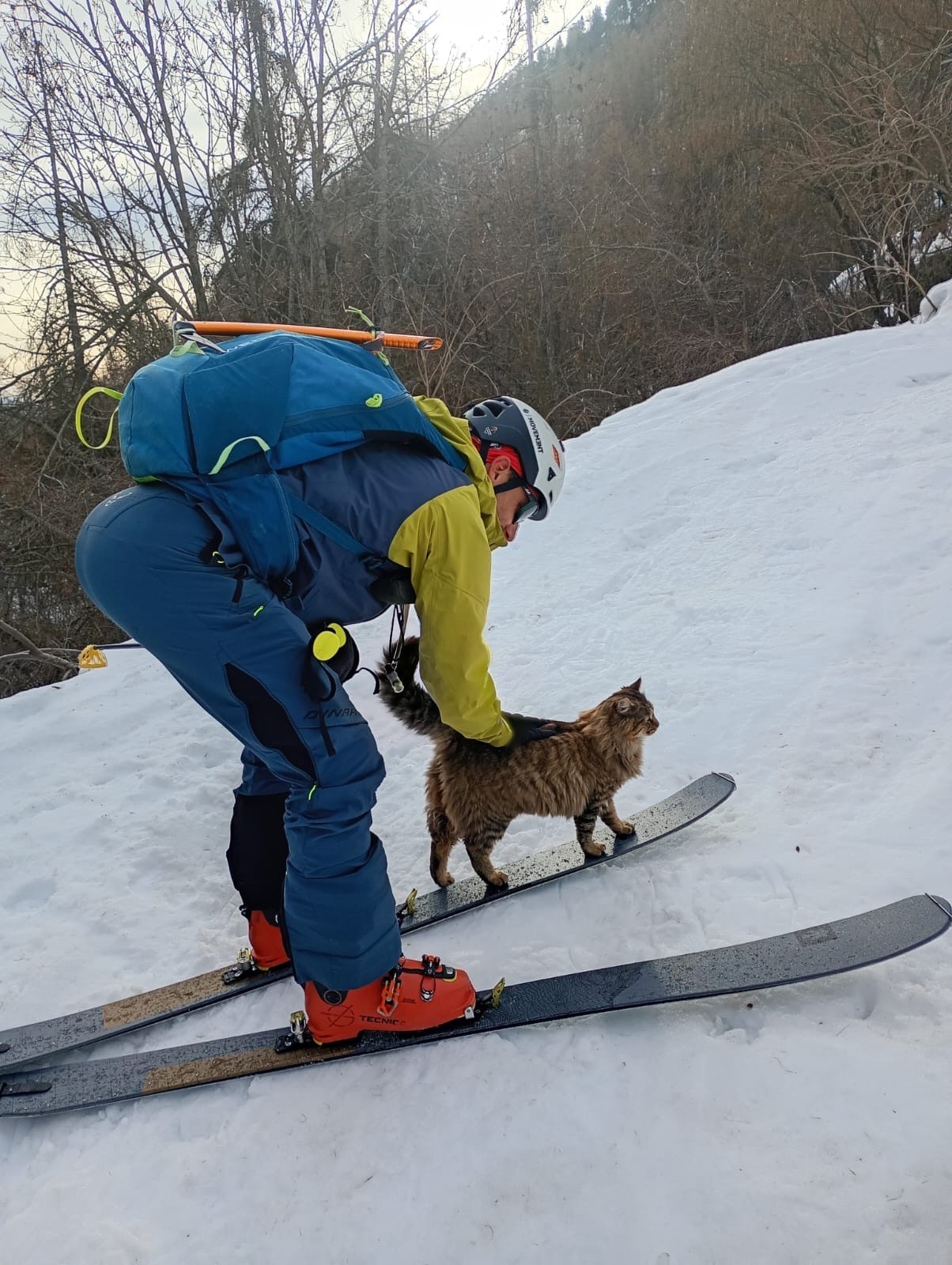 #27 Le chat calin Le chat calin