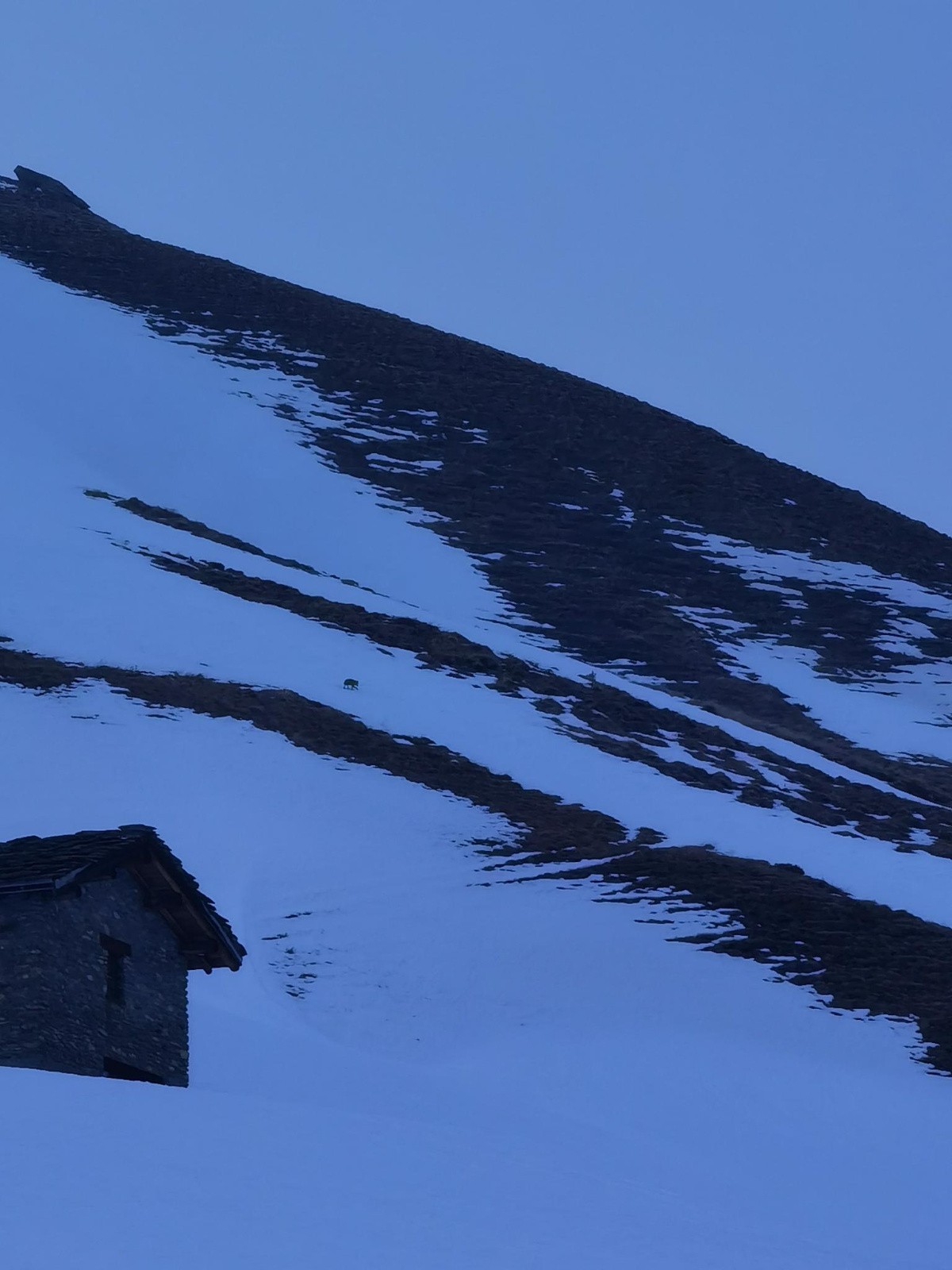 Aurions nous vu le loup ?