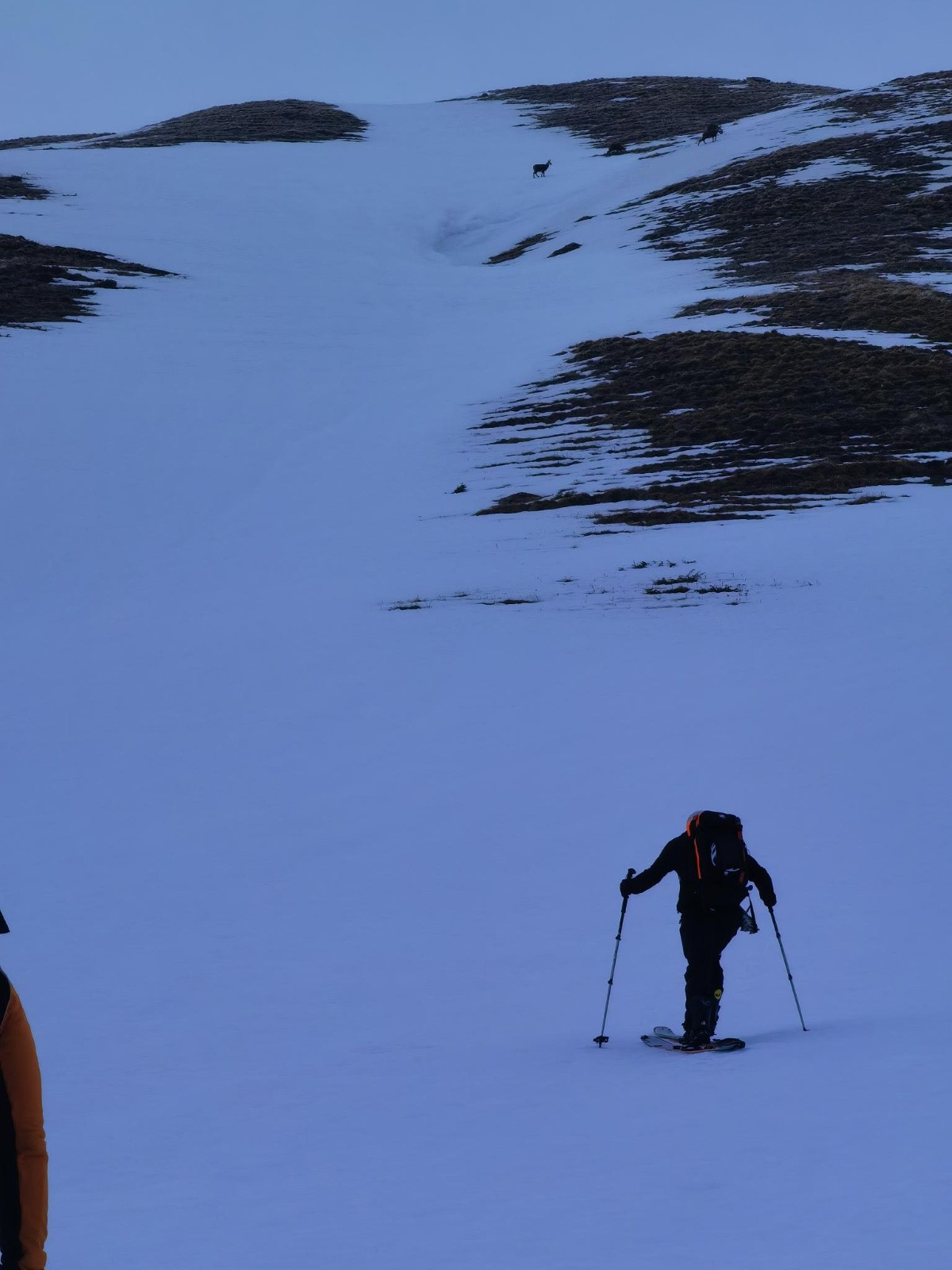 Les chamois sont contents eux, la bouffe est là !