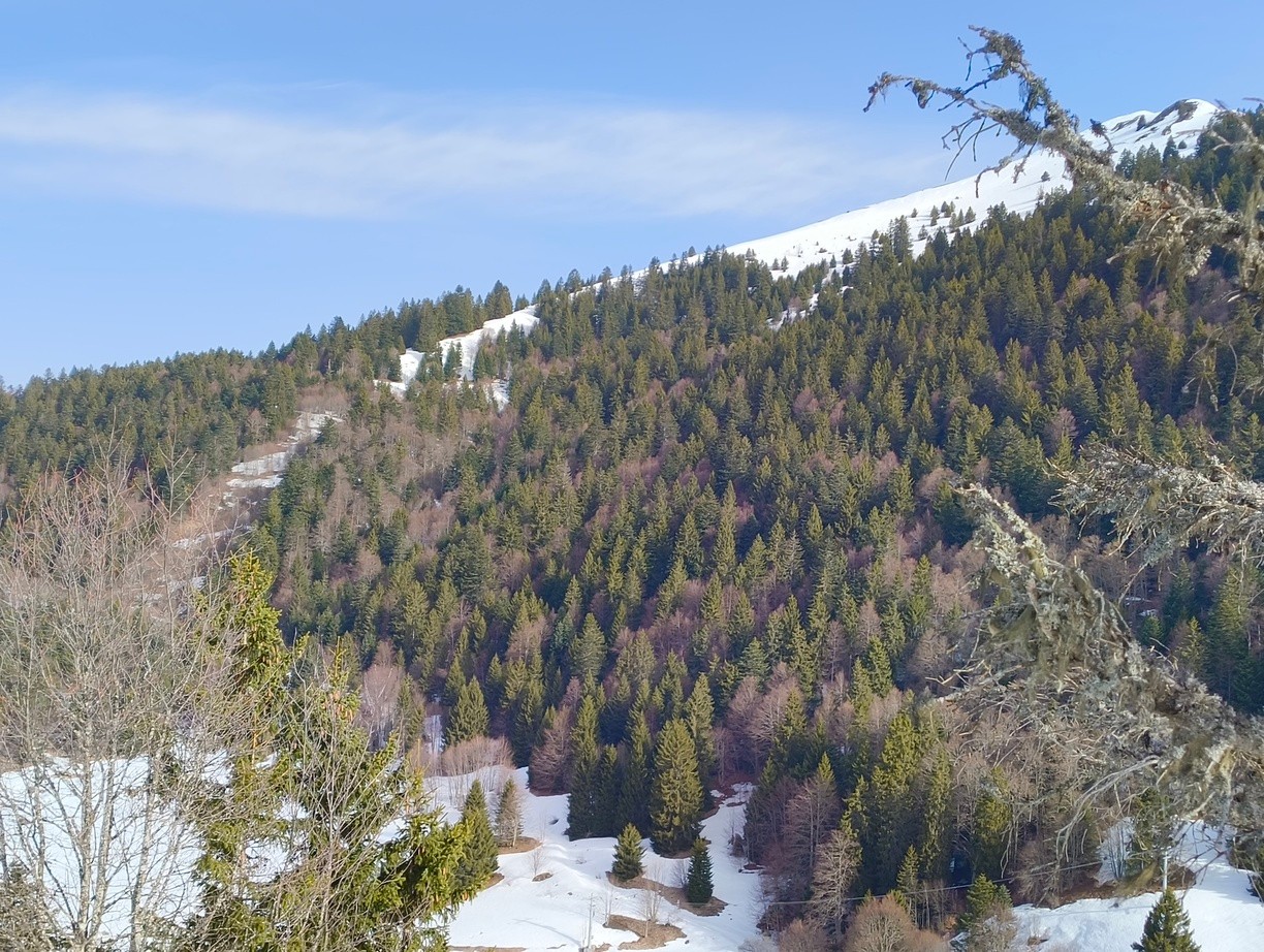 On voit bien l'enneigement discontinu