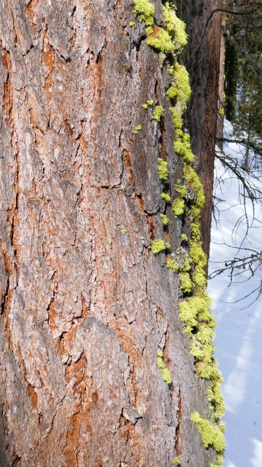 J3 tronc de mélèze décoré