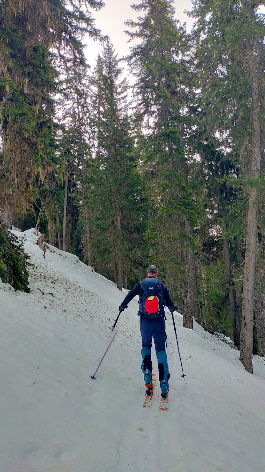 &nbsp;haut de la foret