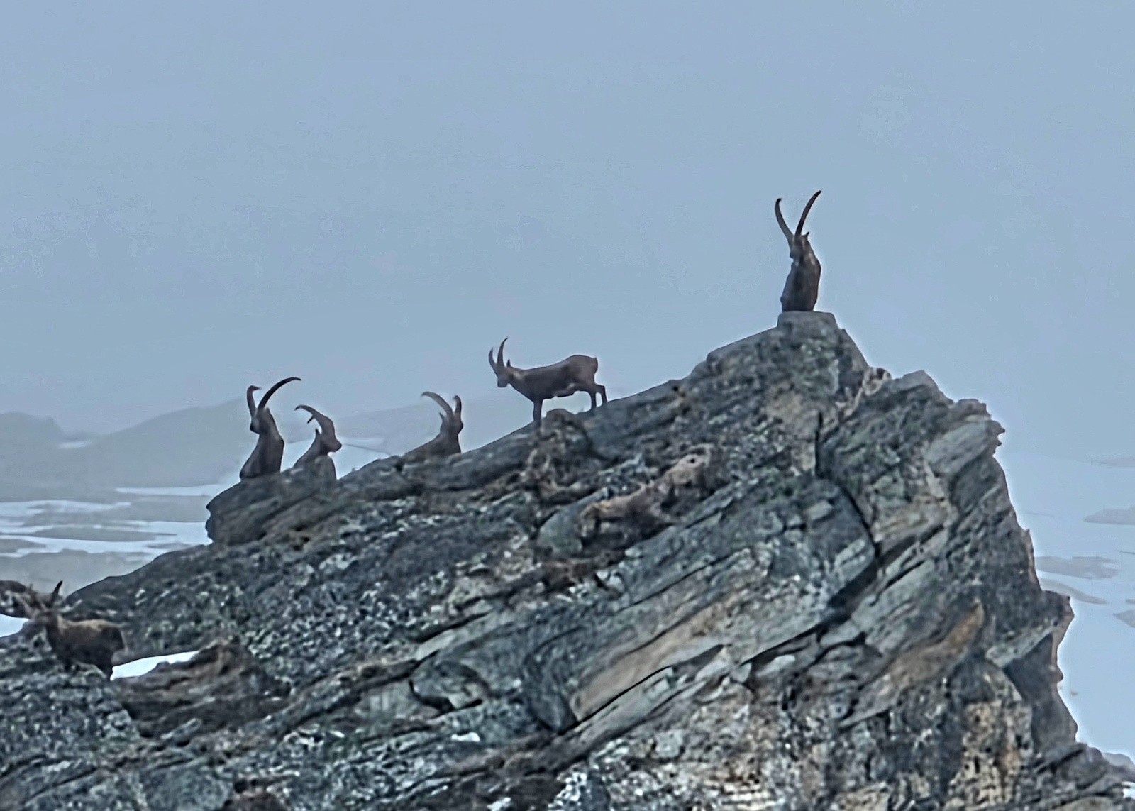 Ils nous ont observé longtemps dans les trouées de nuages