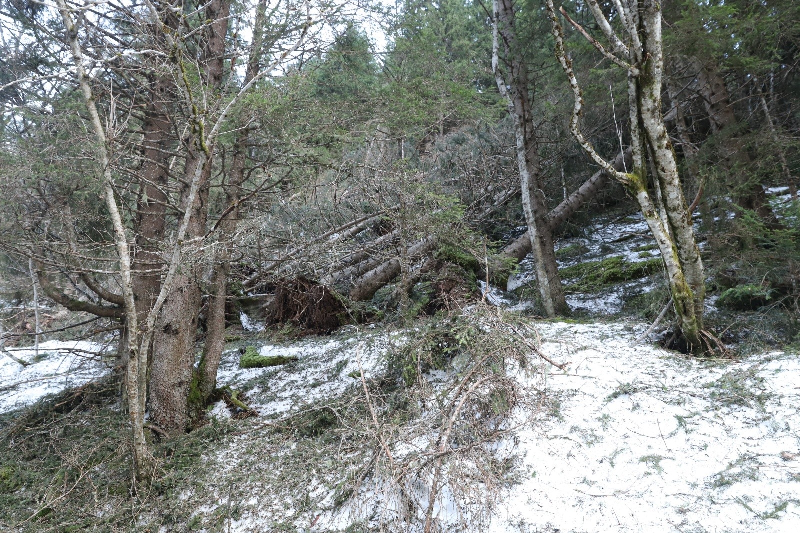 Les arbres ont été couché... (le souffle?)