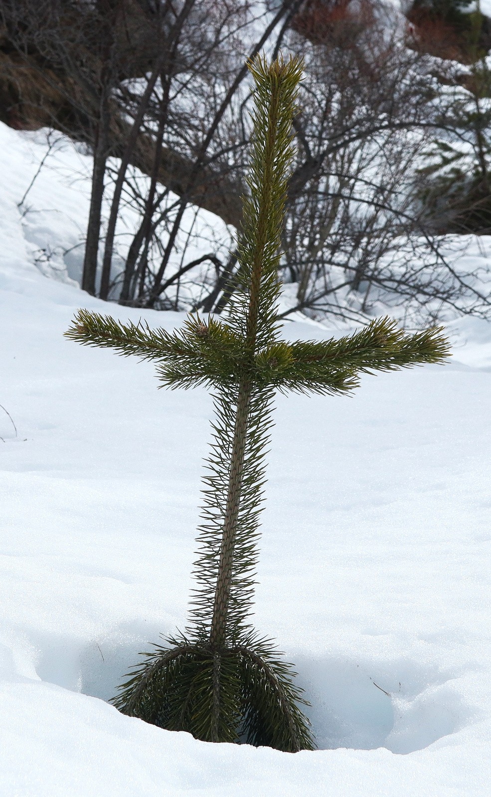 Conifère cruciforme...&nbsp;