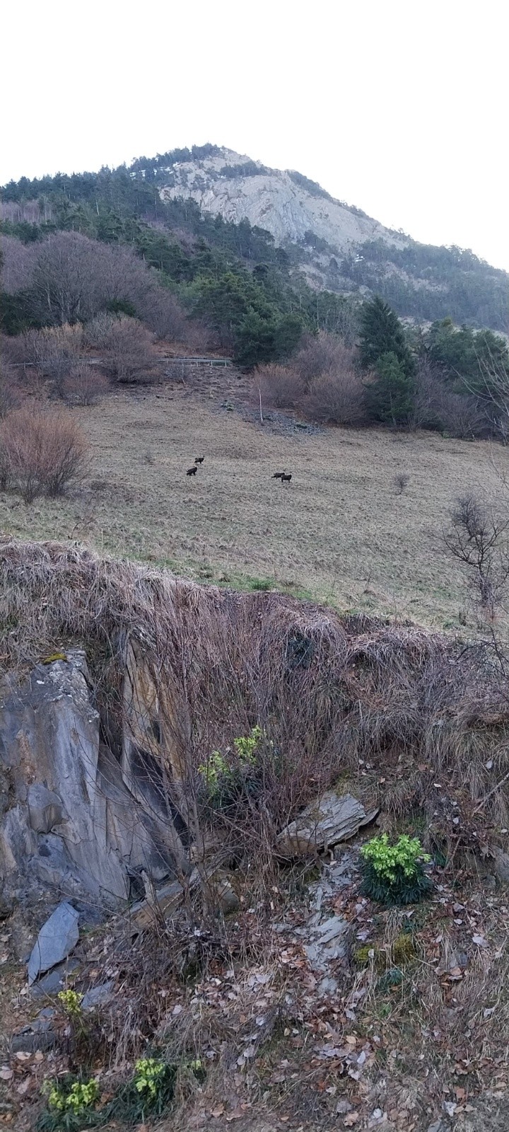 #8 Chamois proche de la route Chamois proche de la route