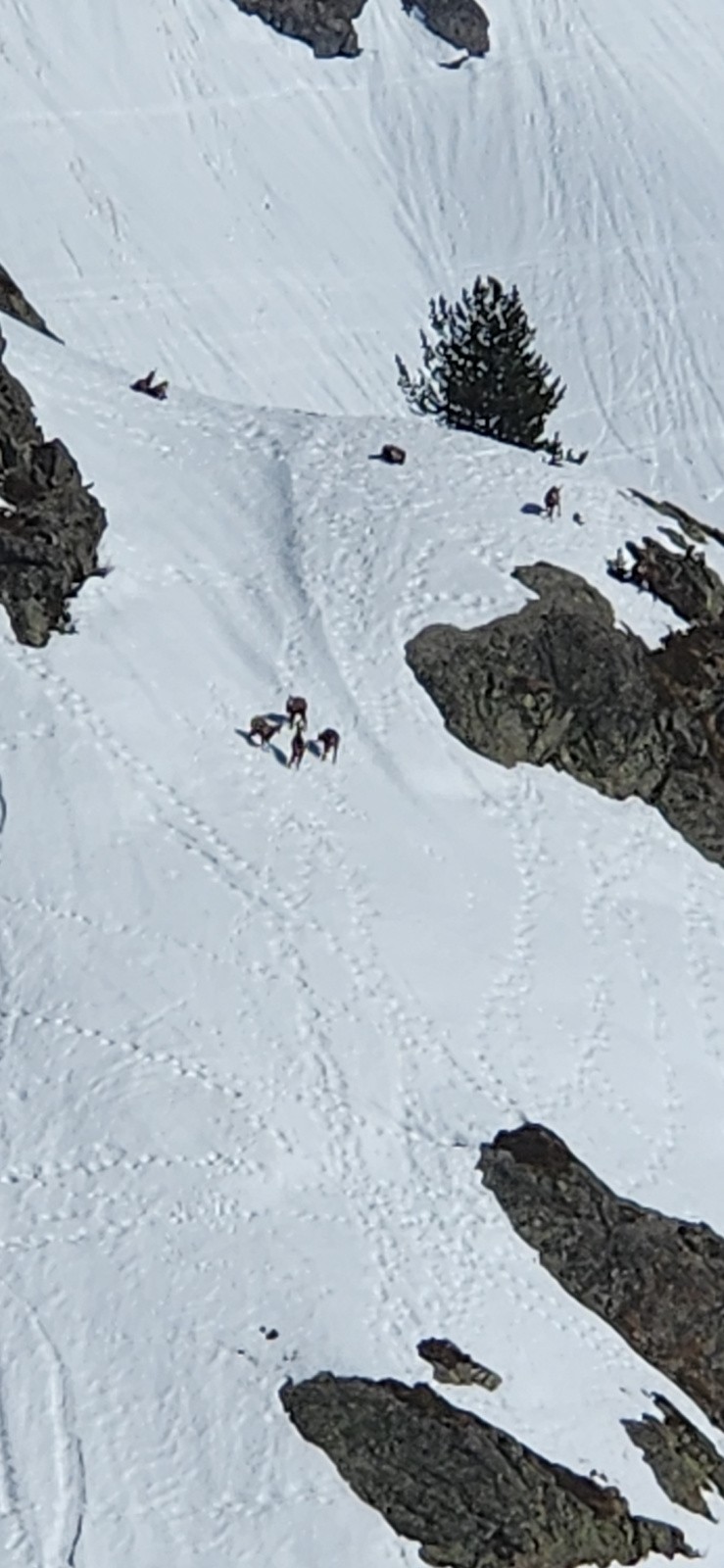 Harde de jeunes chamois pénards&nbsp;