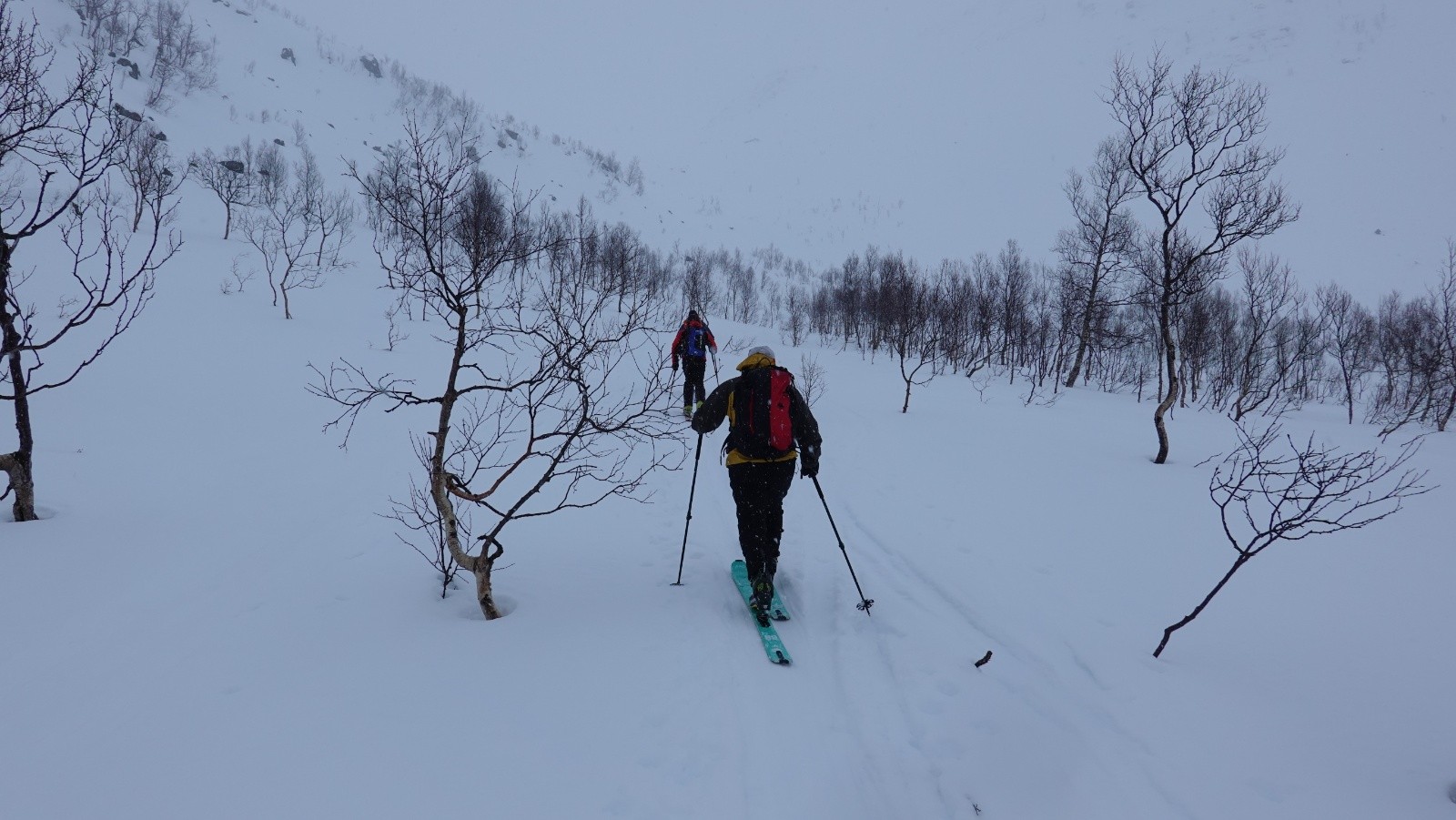Peu après le départ dans une traditionnelle petite forêt de bouleaux