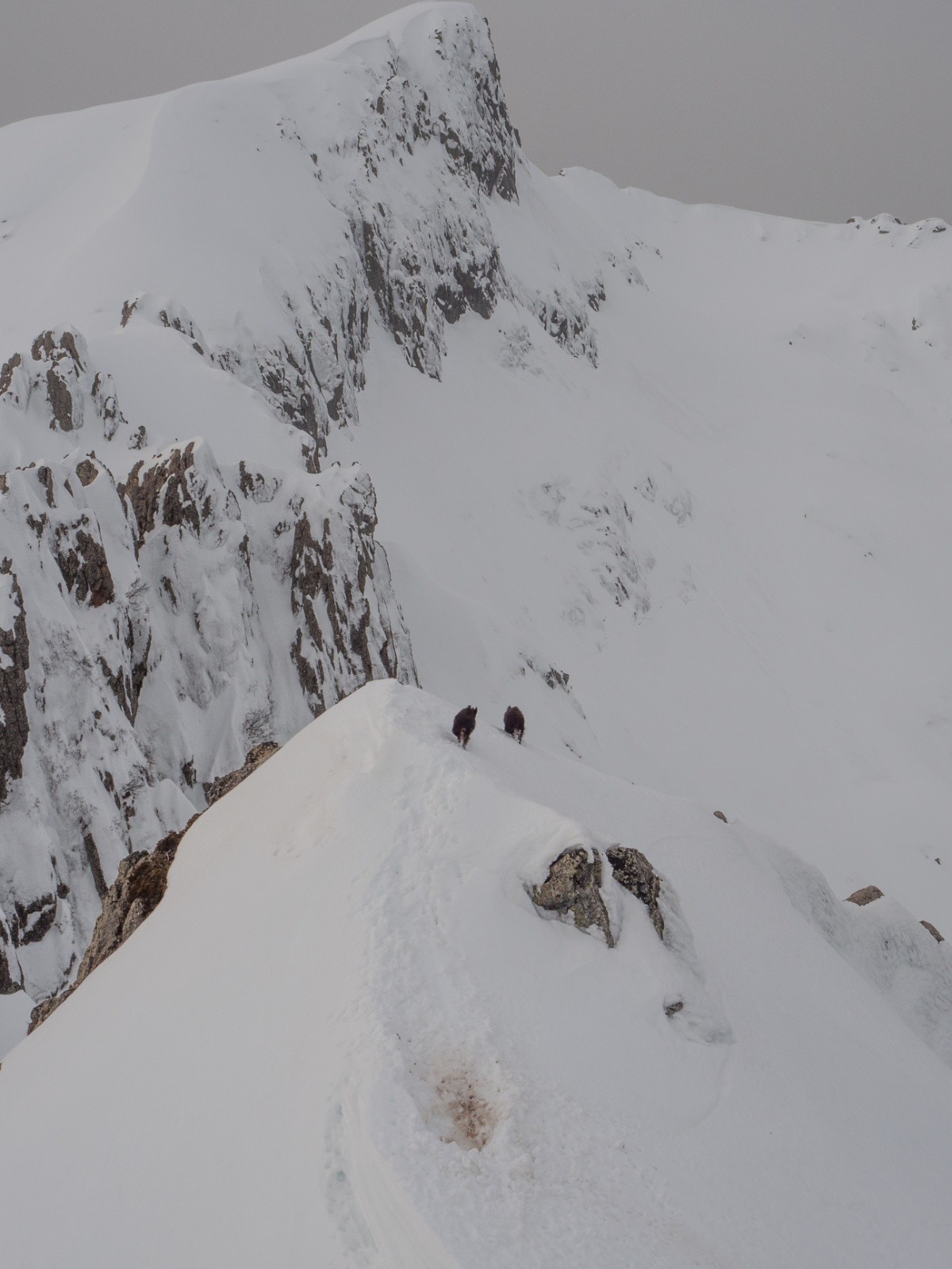 Les fameux sangliers en pleine course d'arête