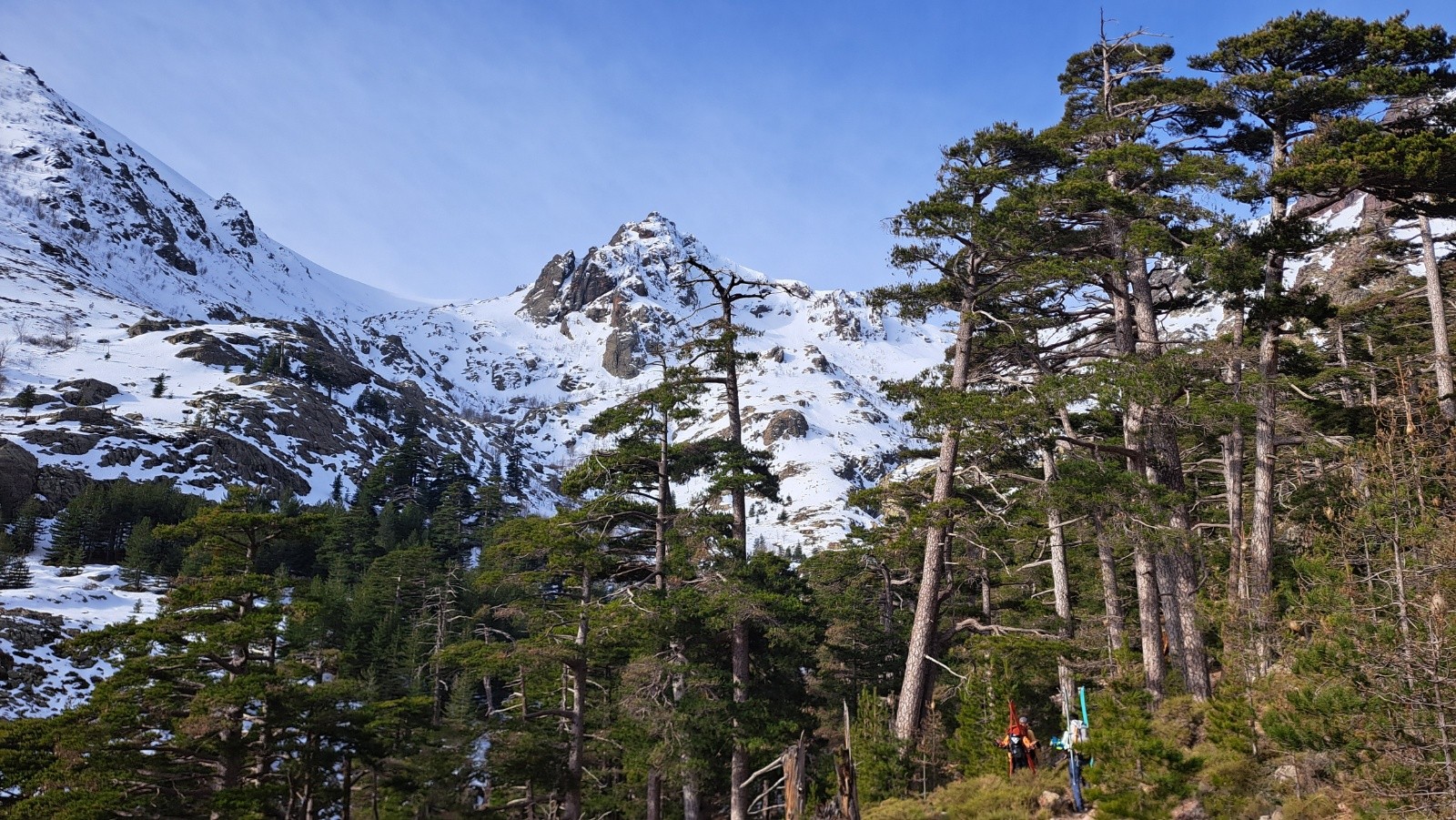 &nbsp;Portage dans les pins Laricios