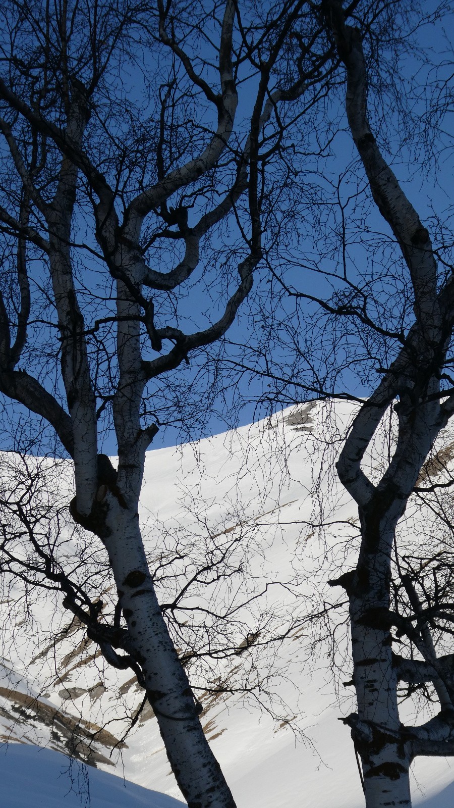 &nbsp;Les arbres du refuge