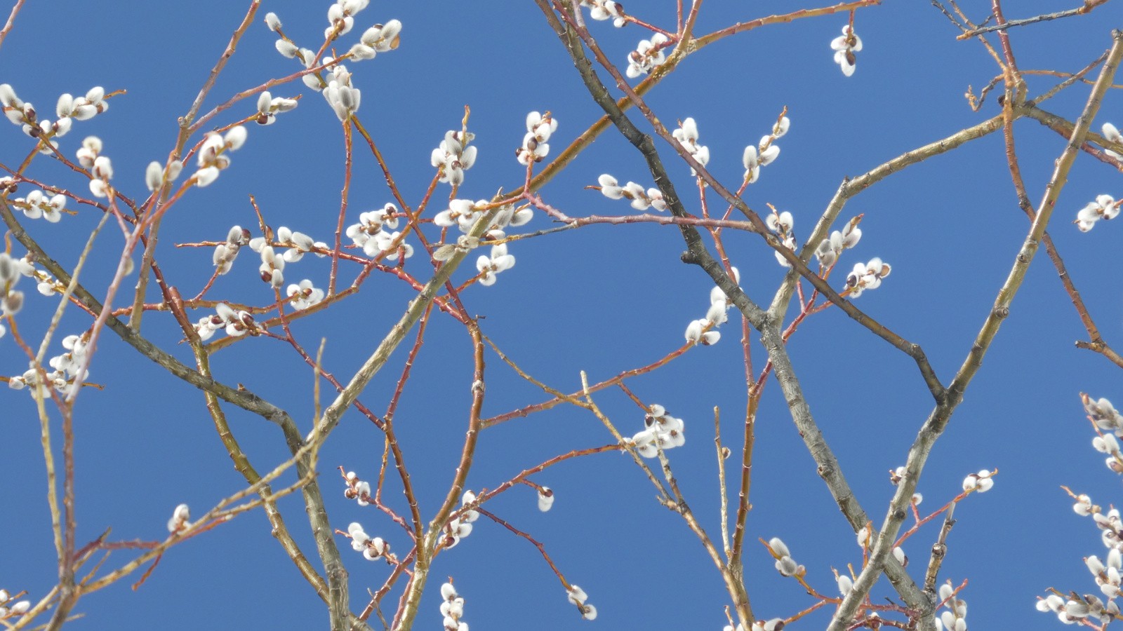 Premiers chatons&nbsp;