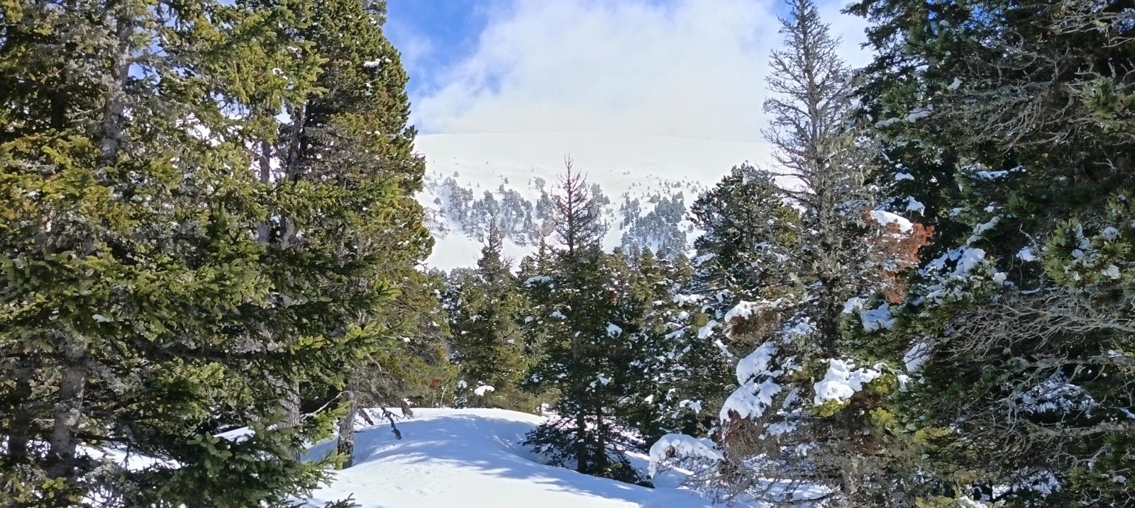 &nbsp;Nos traces de descente entre les arbres&nbsp;