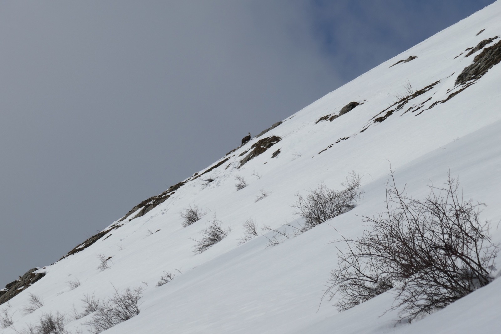 Les chamois de service.