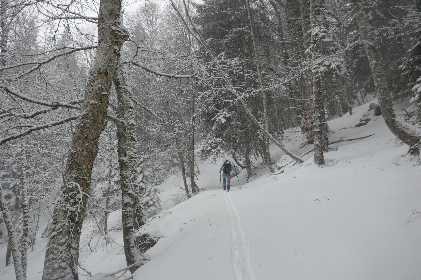Balade bucolique en forêt 