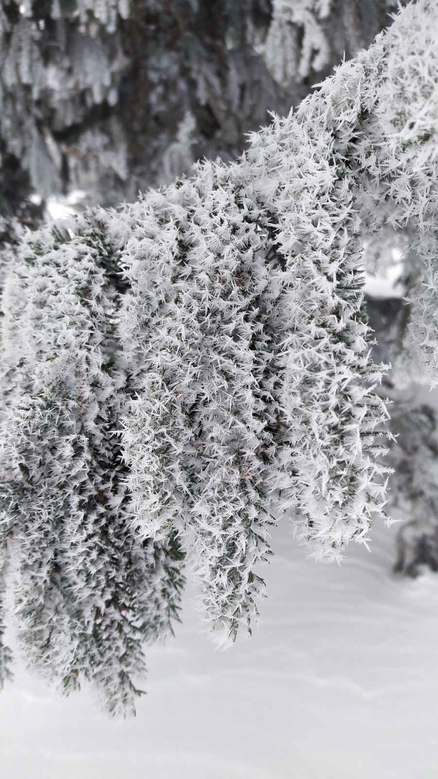 &nbsp;Cactus spécial Chartreuse&nbsp;