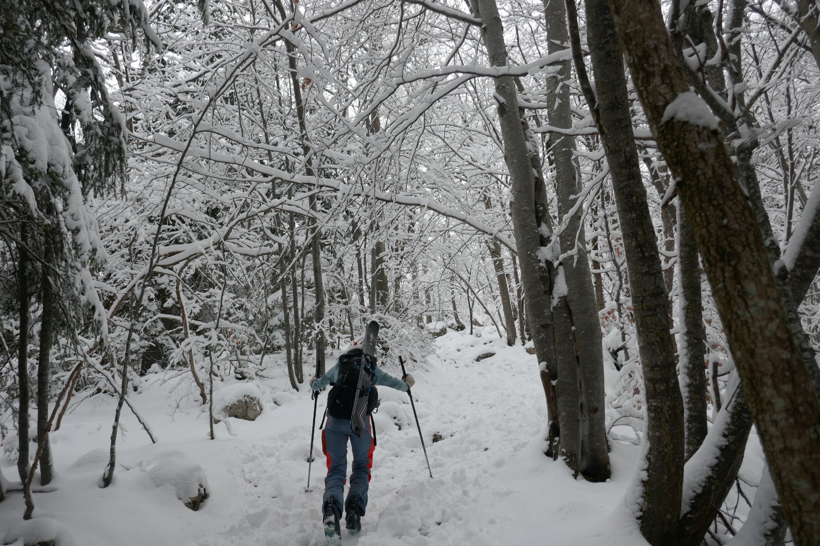 La forêt enchantée&nbsp; 