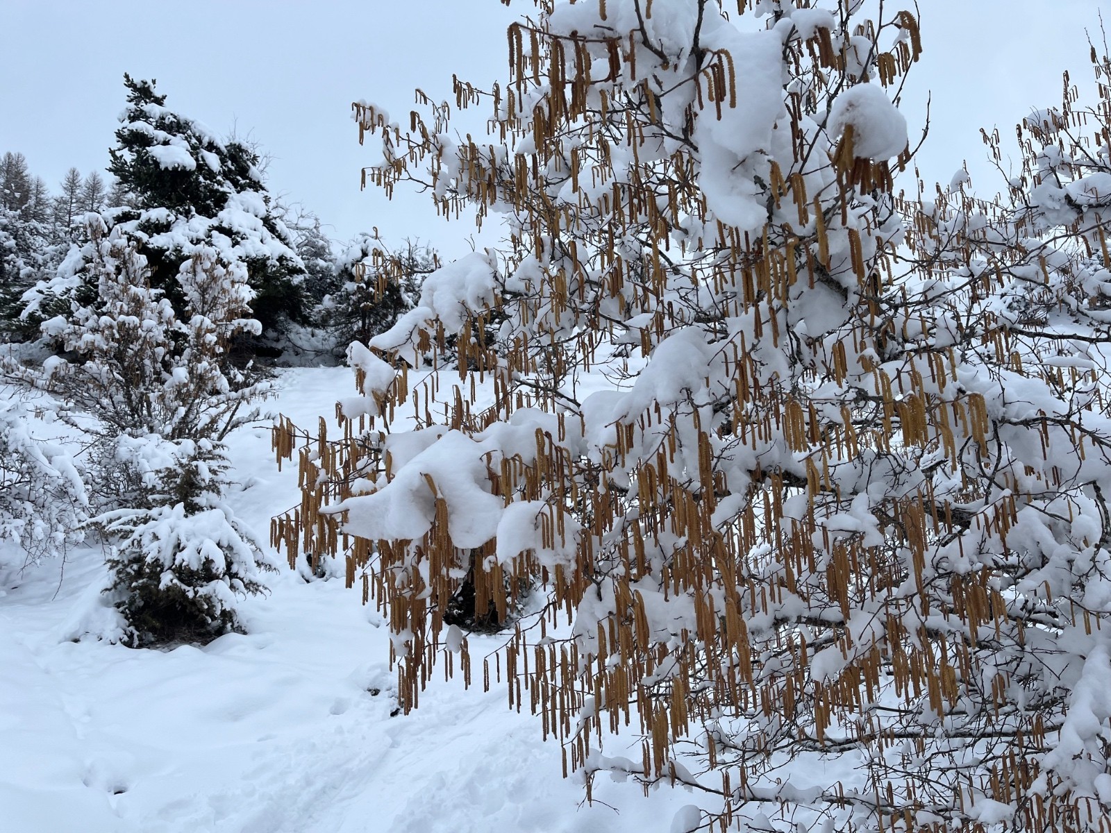 &nbsp;Chatons soupoudrés