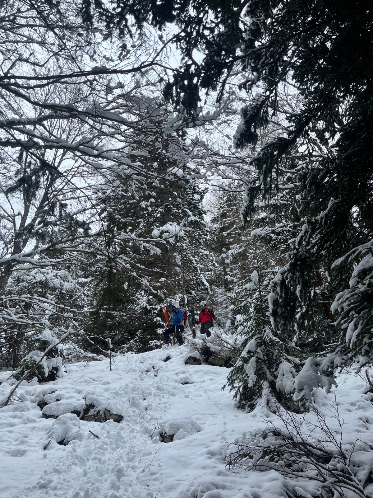 &nbsp;Sangliers&nbsp;