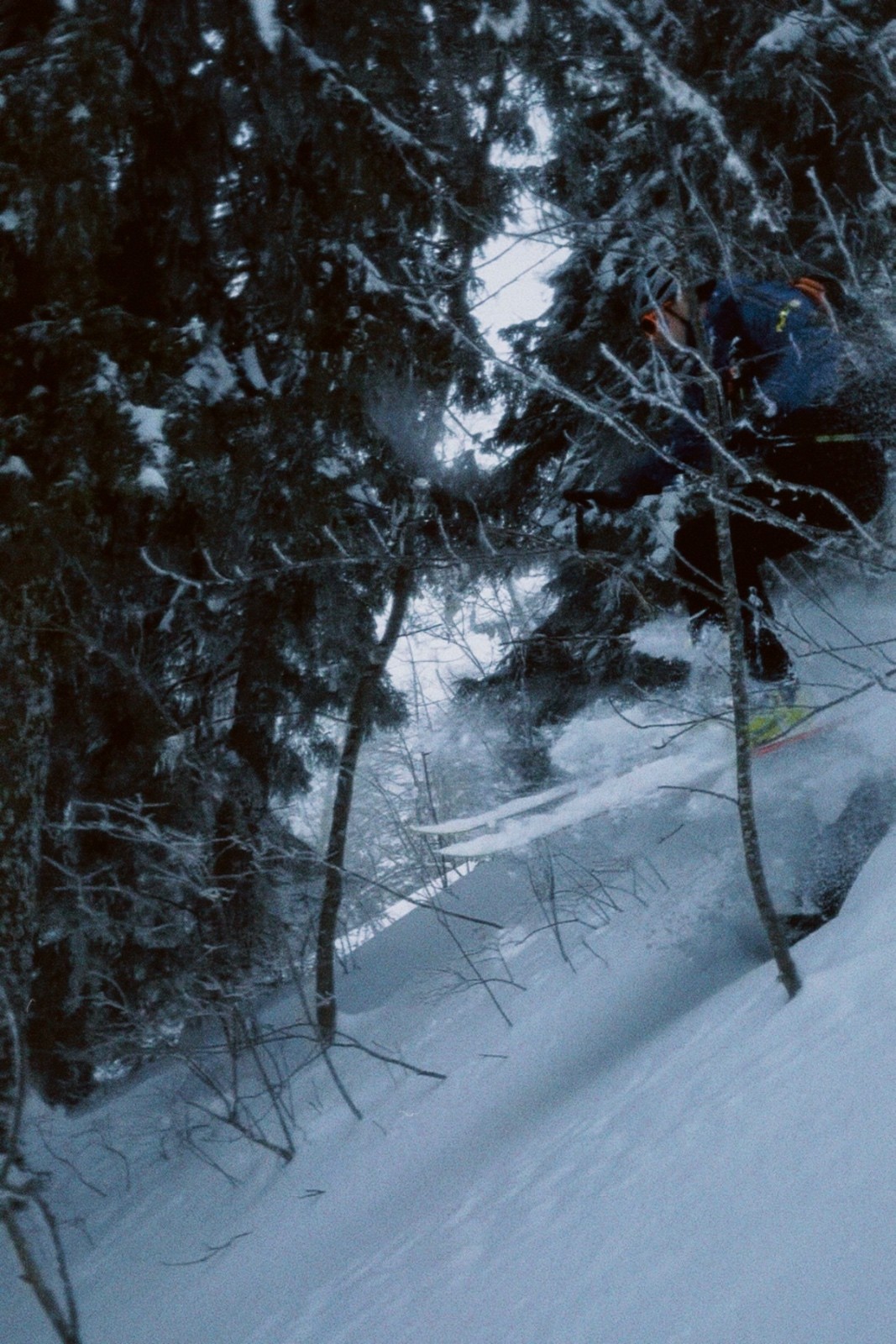 Bonzai dans les sapins