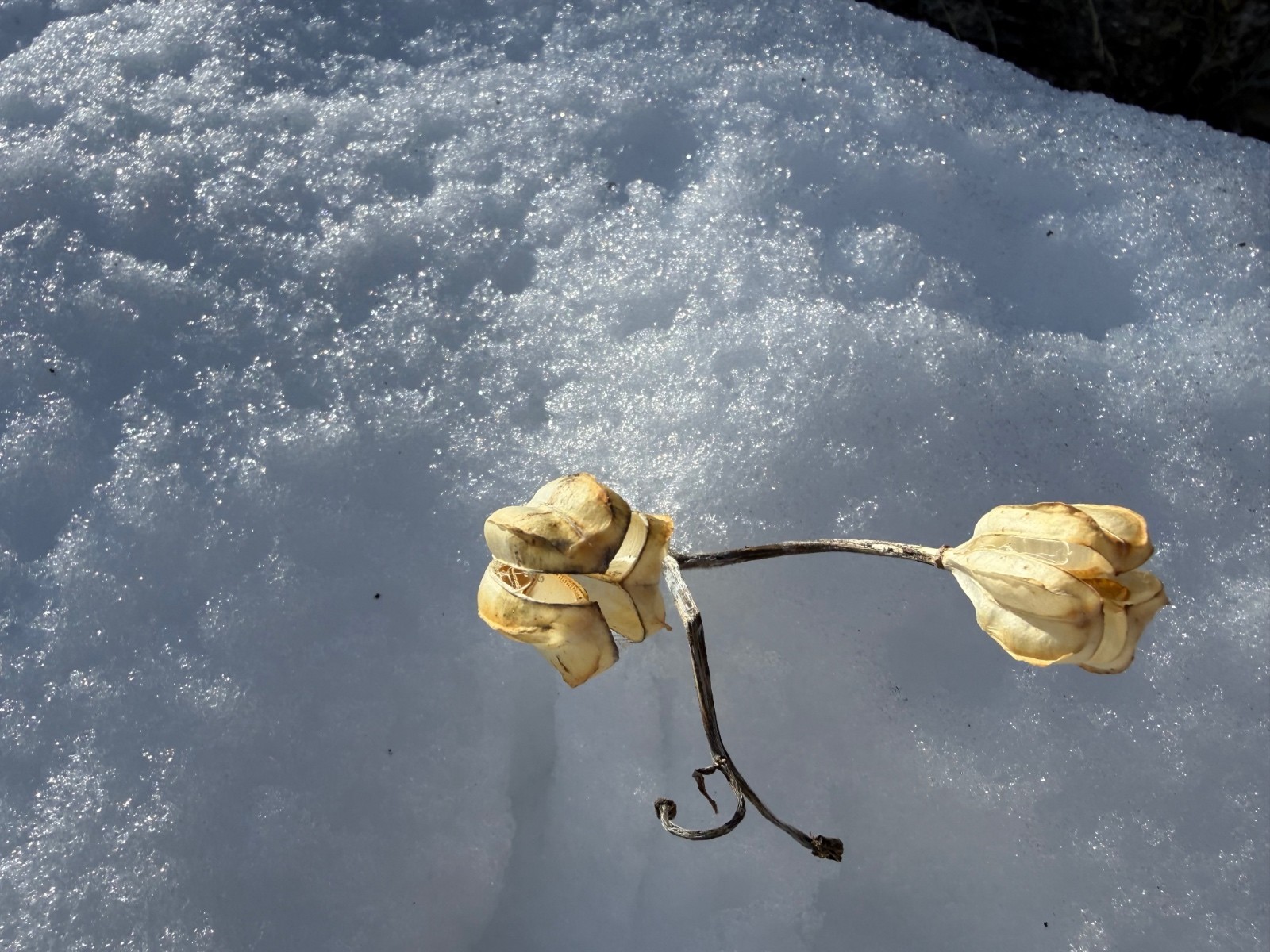 #1 Nature morte Nature morte