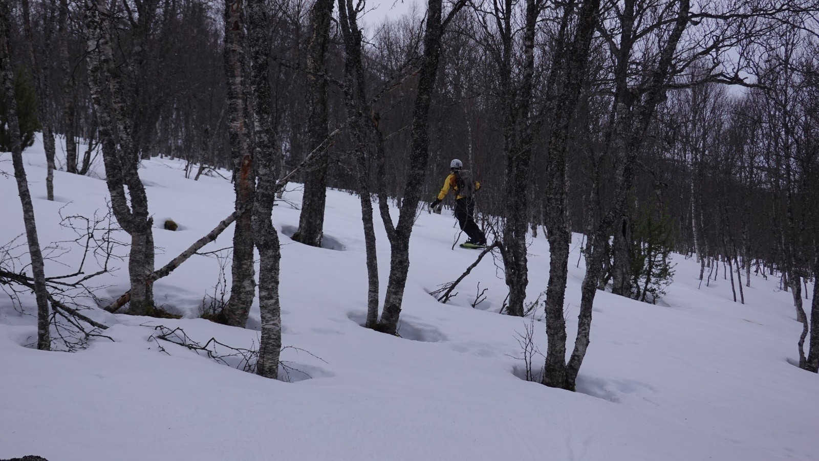 Slalom dans les bouleaux peu avant d'arriver au parking