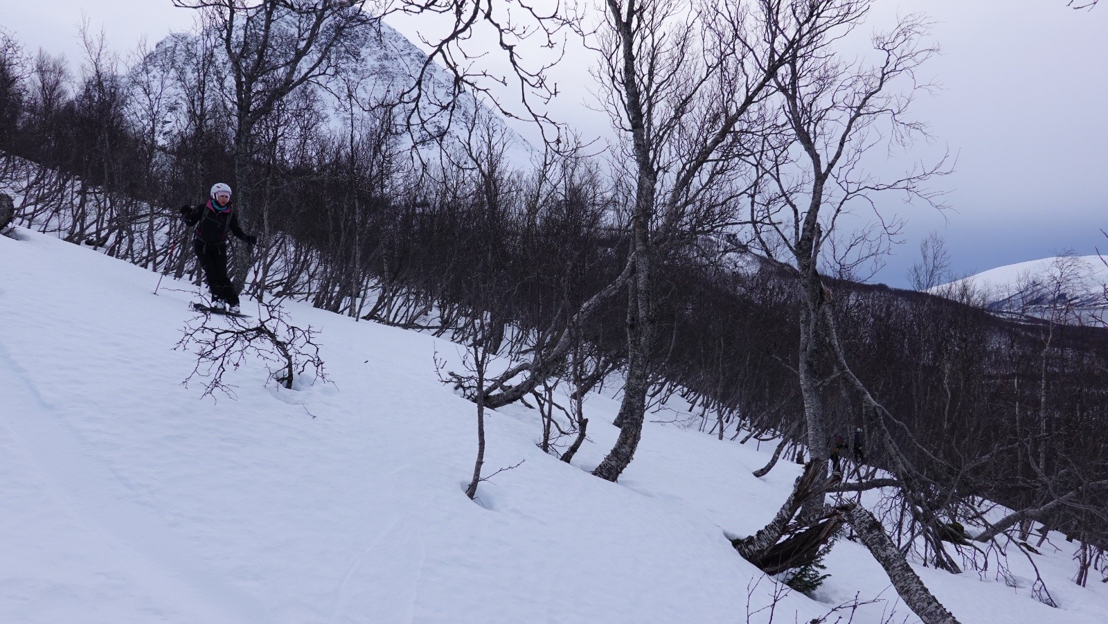 Dans la forêt de bouleaux dans une zone moins dense