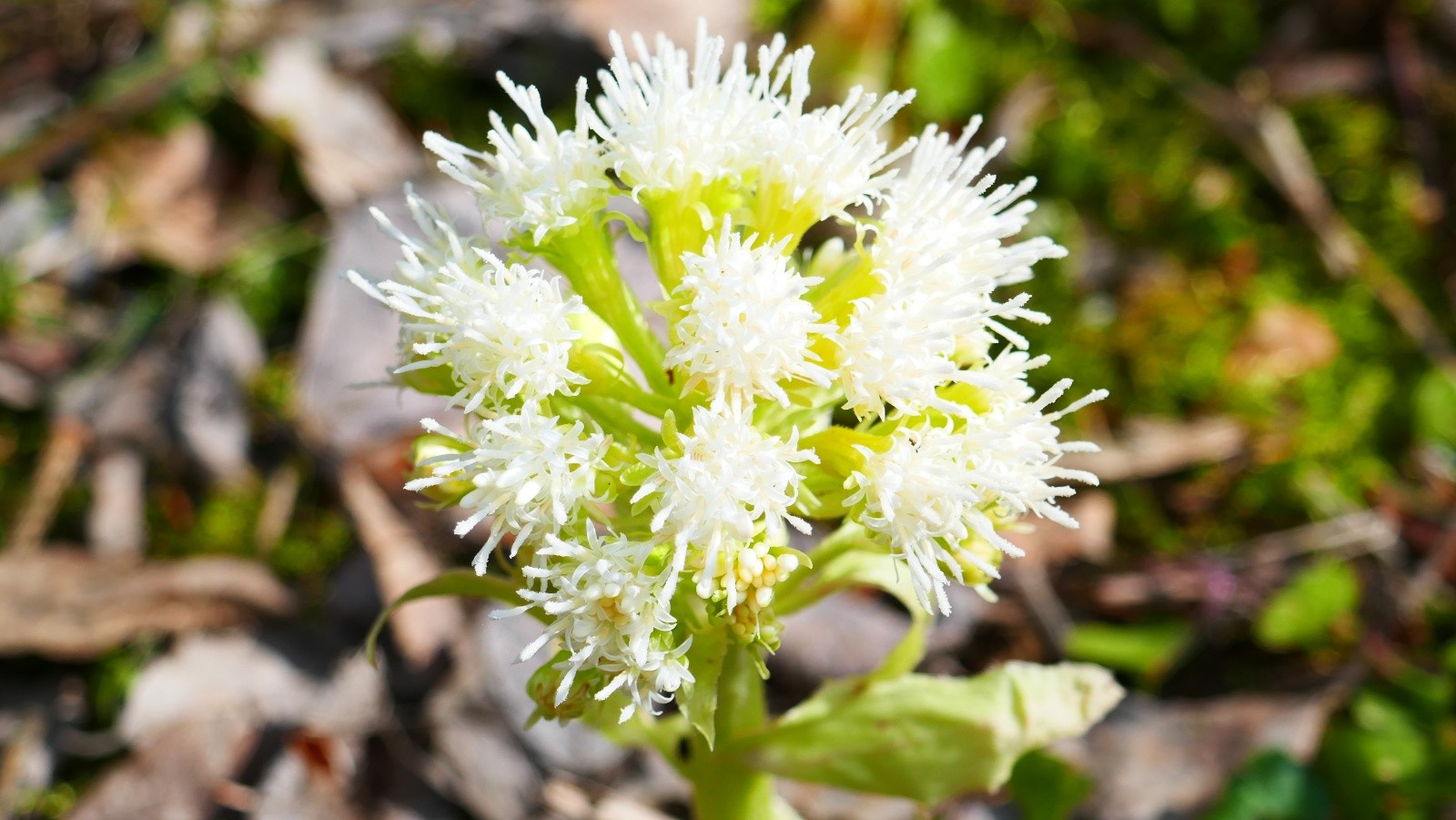 #28 Quel est cette jolie plante? Quel est cette jolie plante?
