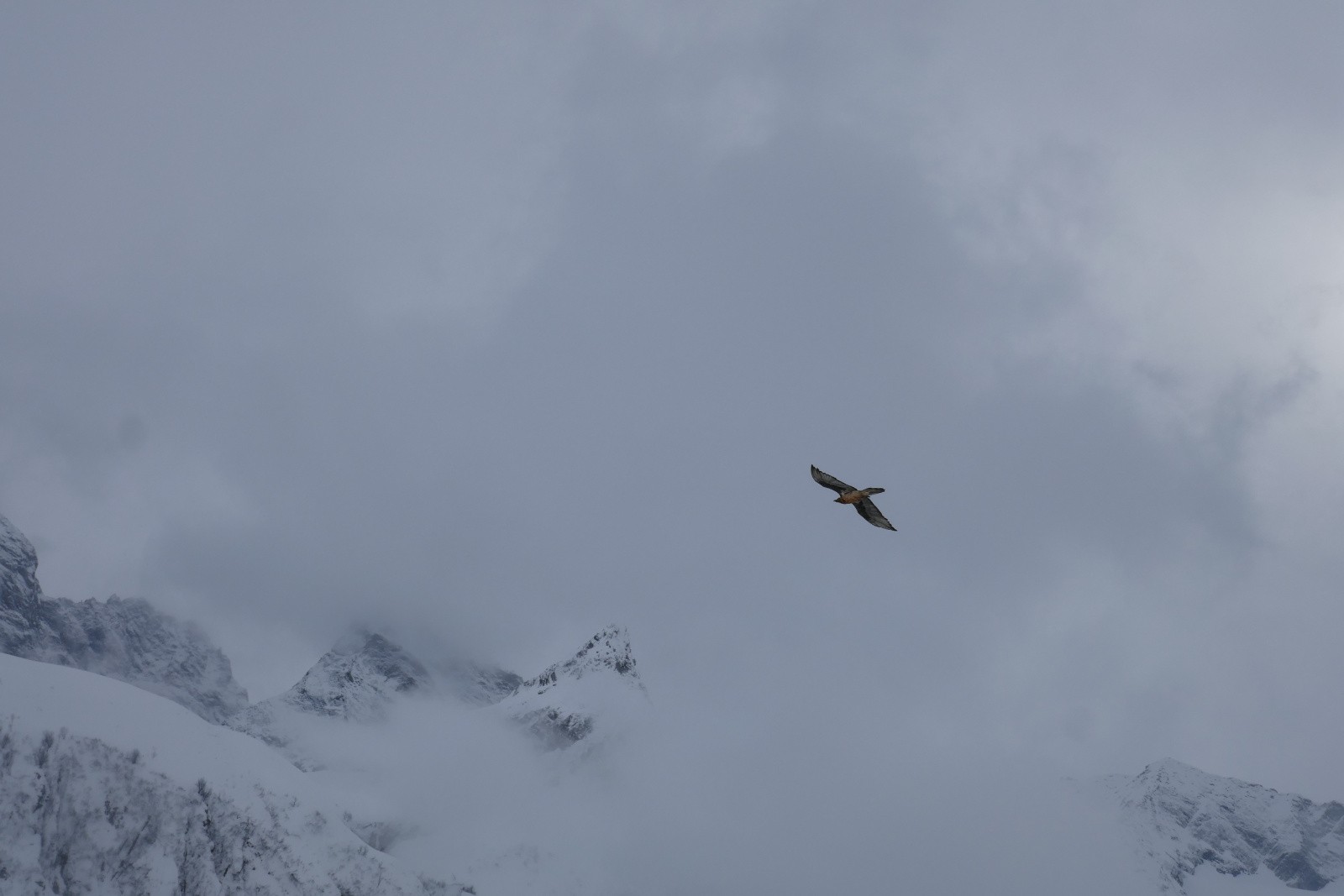 #31 Gypaète ? Gypaète ?