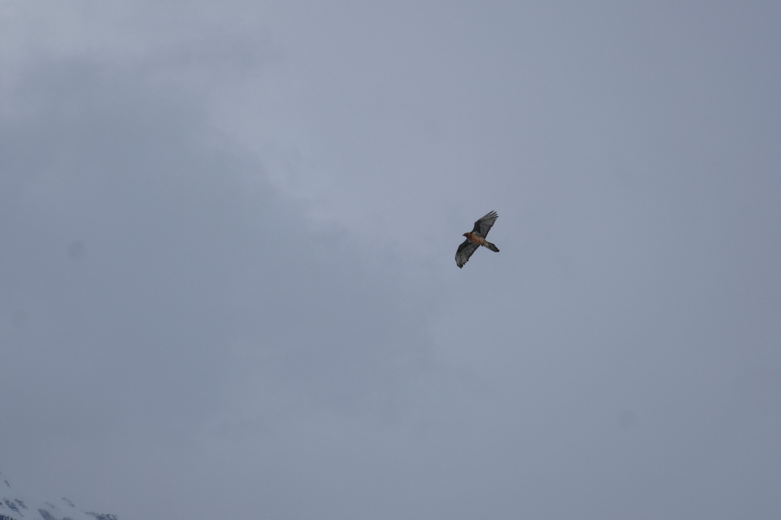 #30 Coucou toi Coucou toi