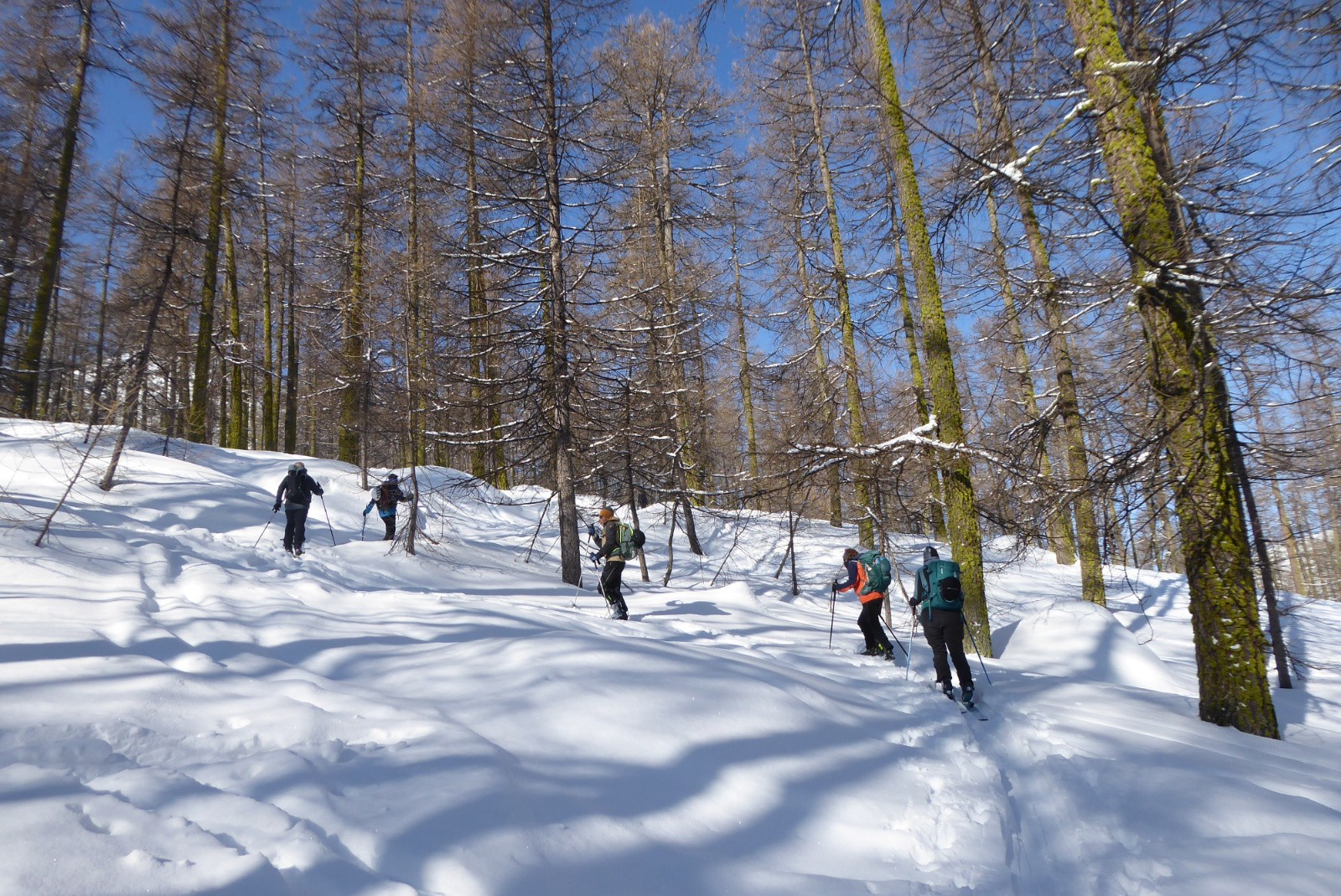 promenons nous dans le bois !! 