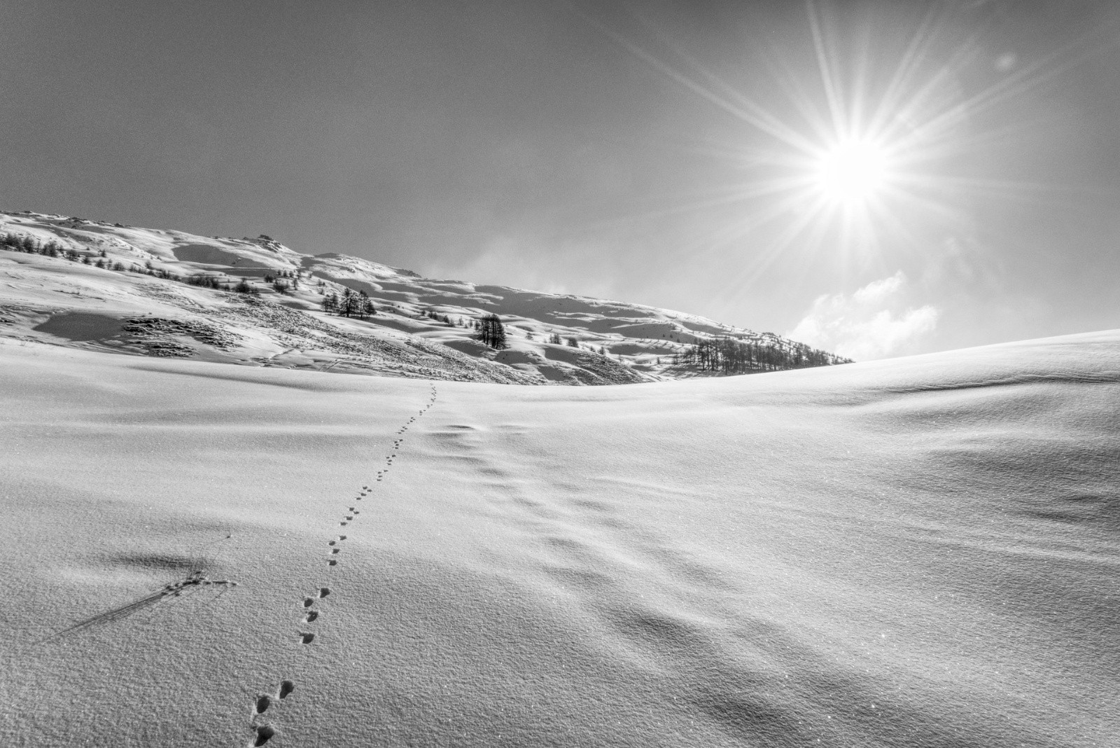 #37 J5 - Pour monter à Chateau Renard, suivre les traces du goupil J5 - Pour monter à Chateau Renard, suivre les traces du goupil