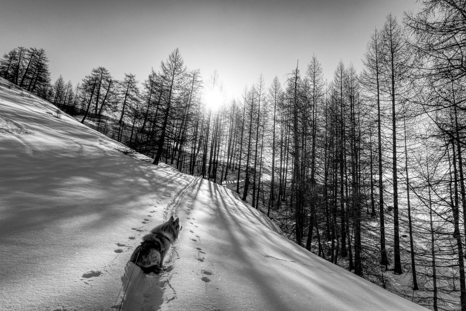 #36 J5 - Saint Véran - thouthou aime les mélèzes J5 - Saint Véran - thouthou aime les mélèzes