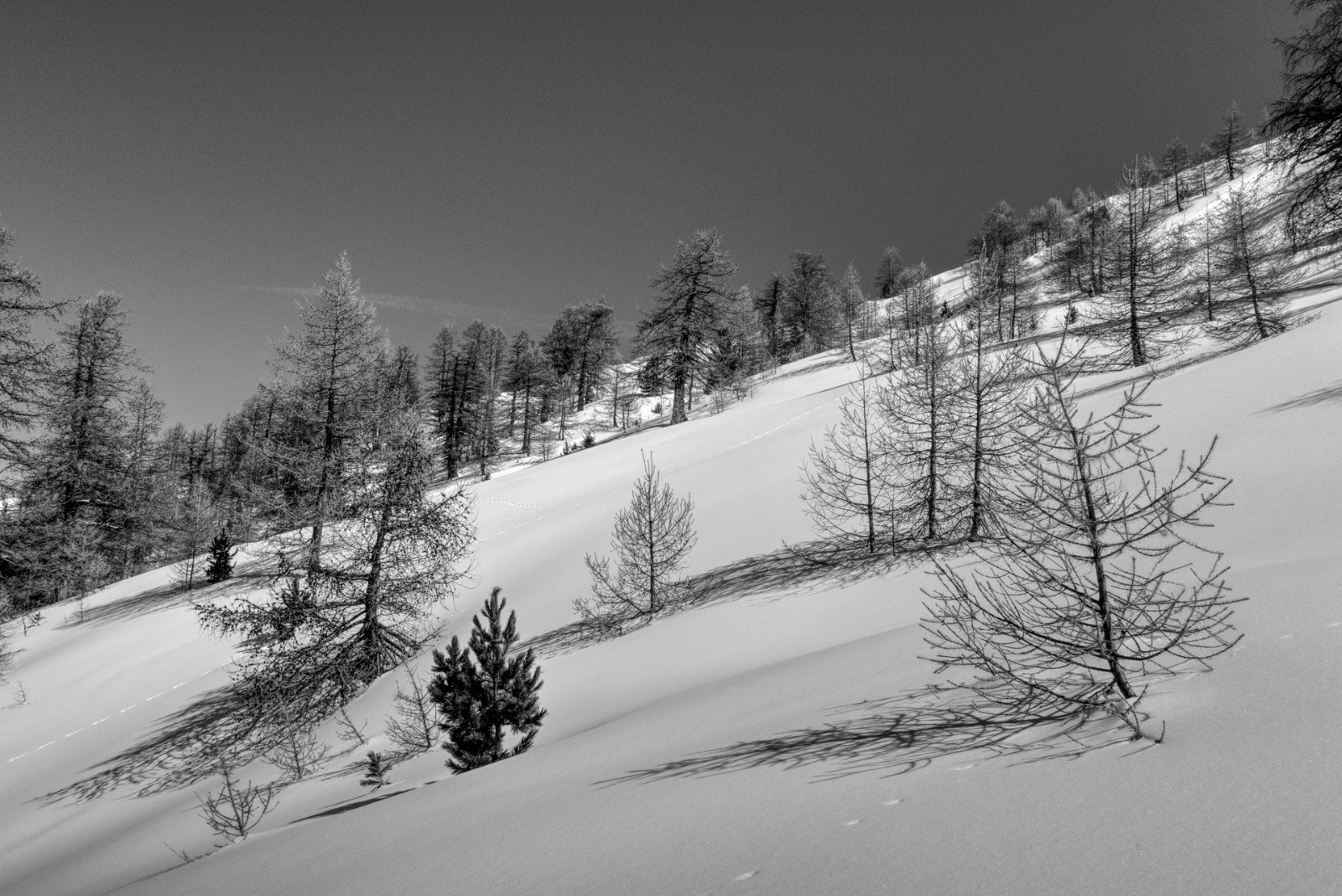 #24 J3 - Maloqueste, descente dans les mélèzes J3 - Maloqueste, descente dans les mélèzes