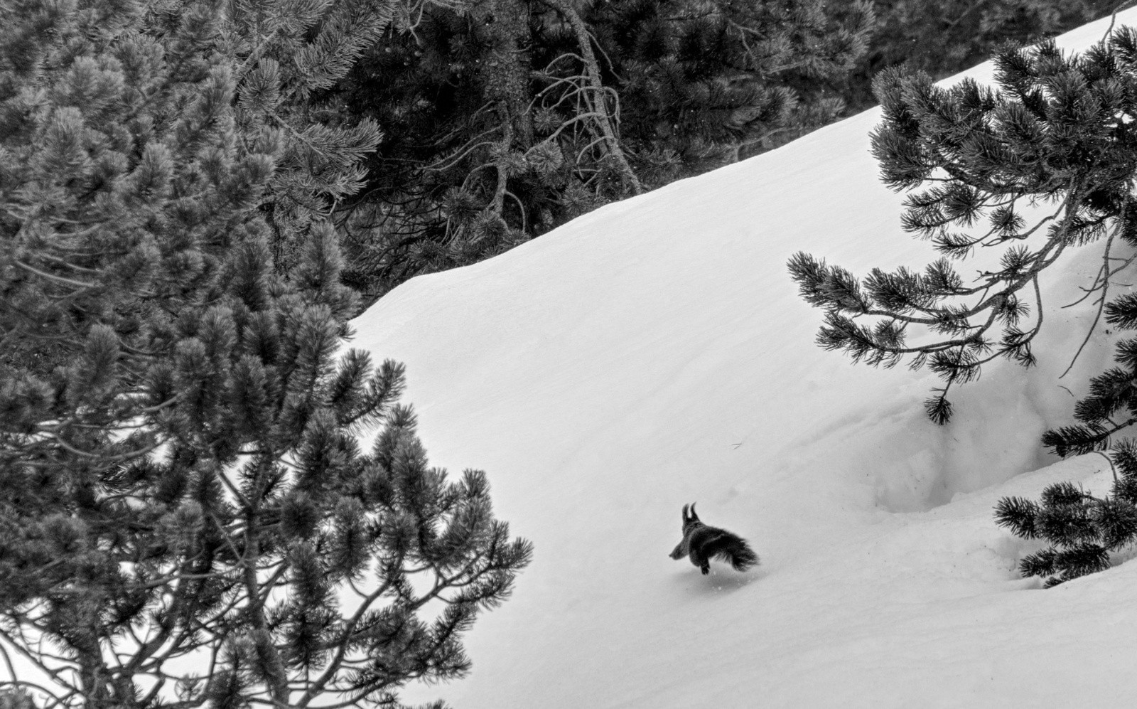 #34 J4 - écureuil des neiges J4 - écureuil des neiges