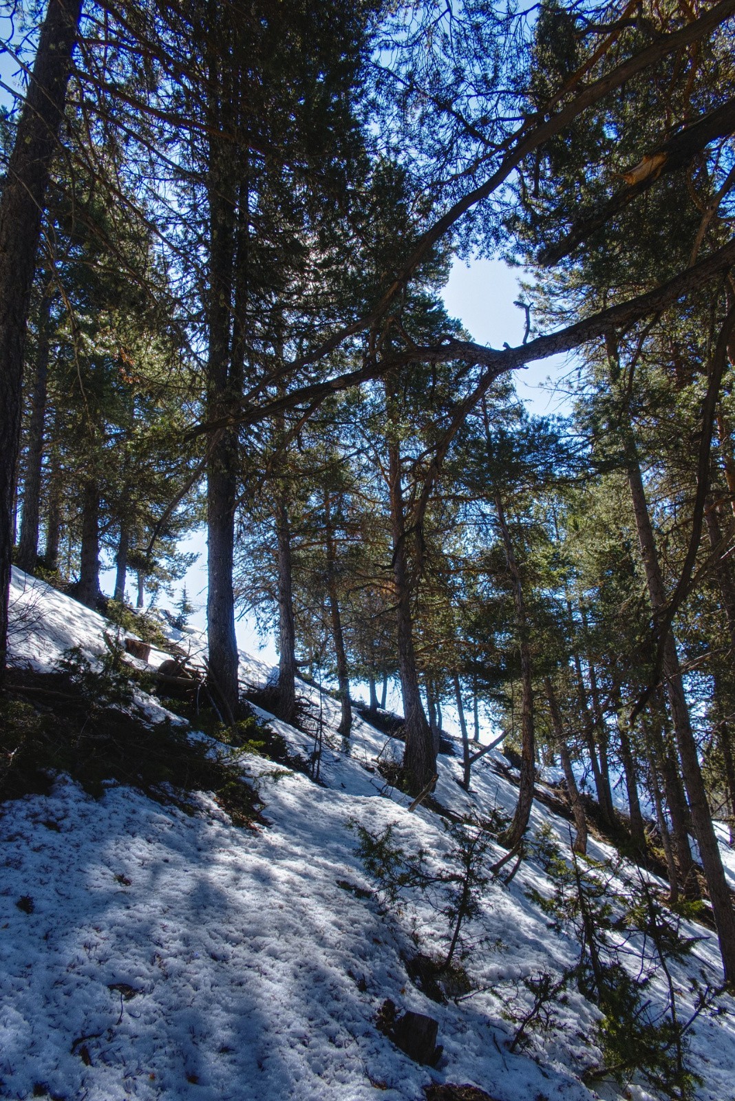 #50 J6 - Clot la Cime, forêt joueuse J6 - Clot la Cime, forêt joueuse