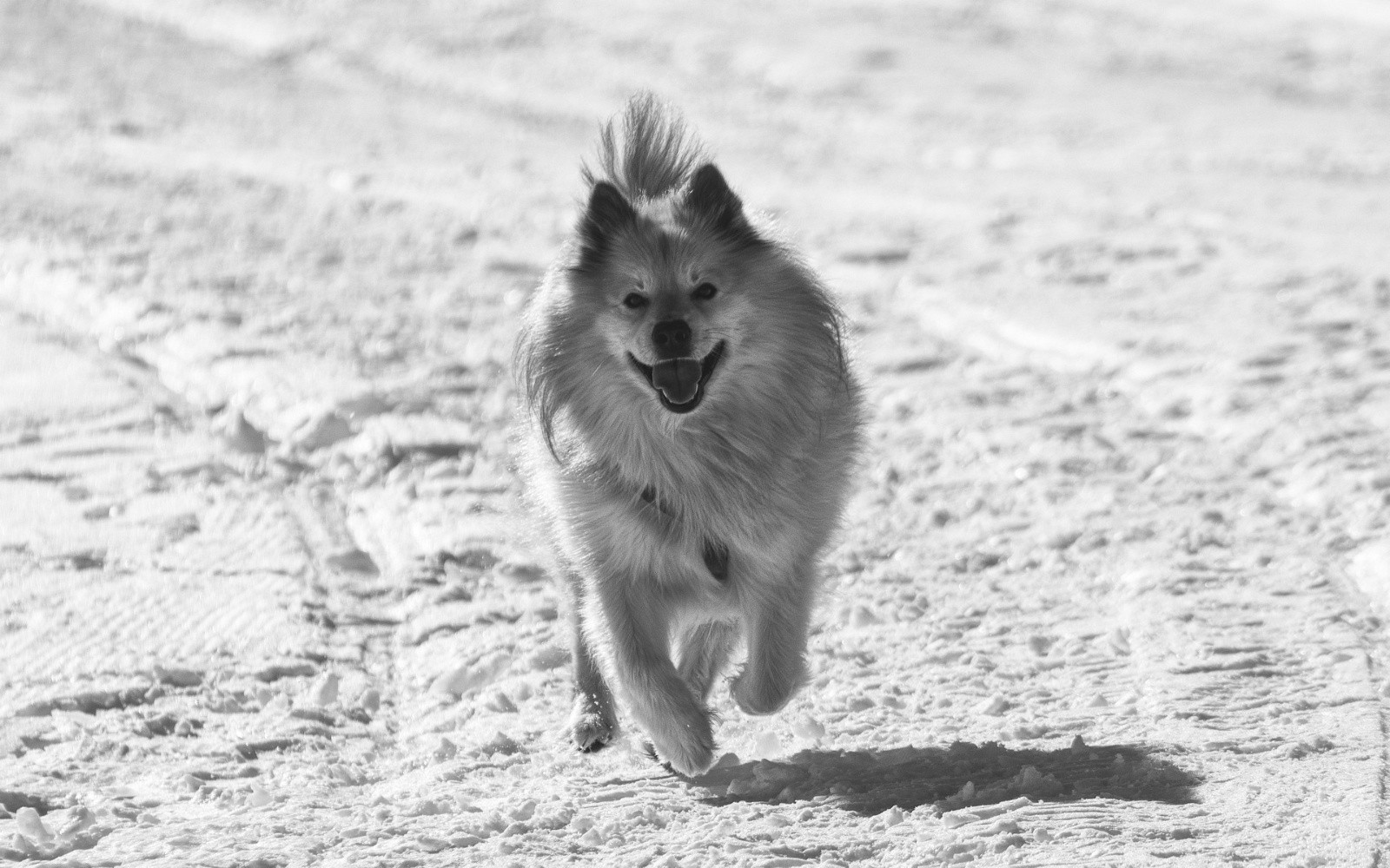 #56 J6 - Lautaret, thouthou aime courir à fond J6 - Lautaret, thouthou aime courir à fond
